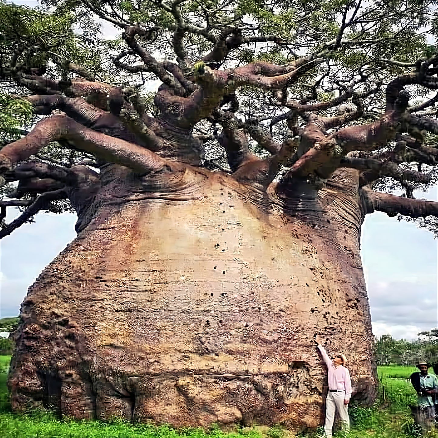 Man standing at bottom of Large Baobab Tree for size reference in natural setting. (Adansonia digitata)
