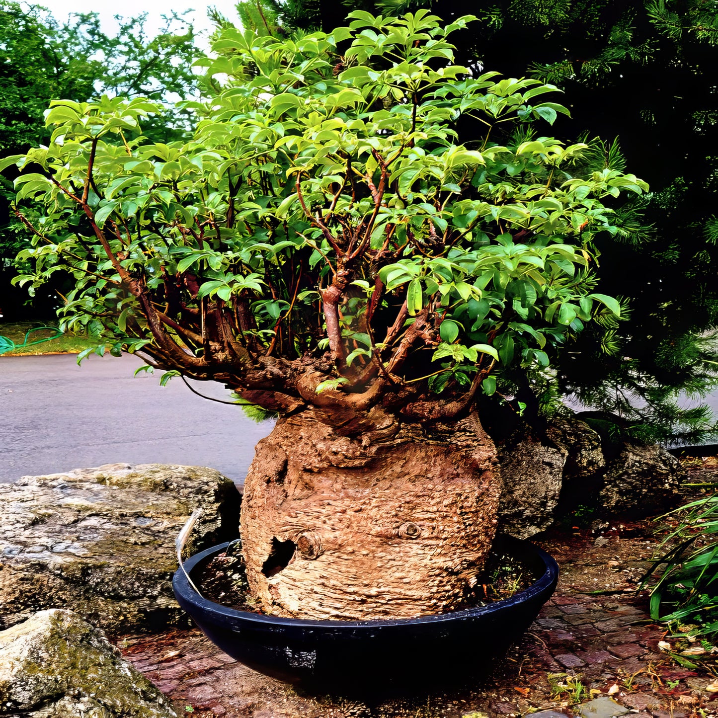 Baobab bonsai tree with green leaves in small bonsai container.