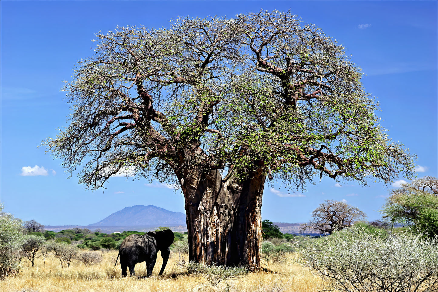 Large Baobab with green leaves and elephant standing under tree in African landscape.