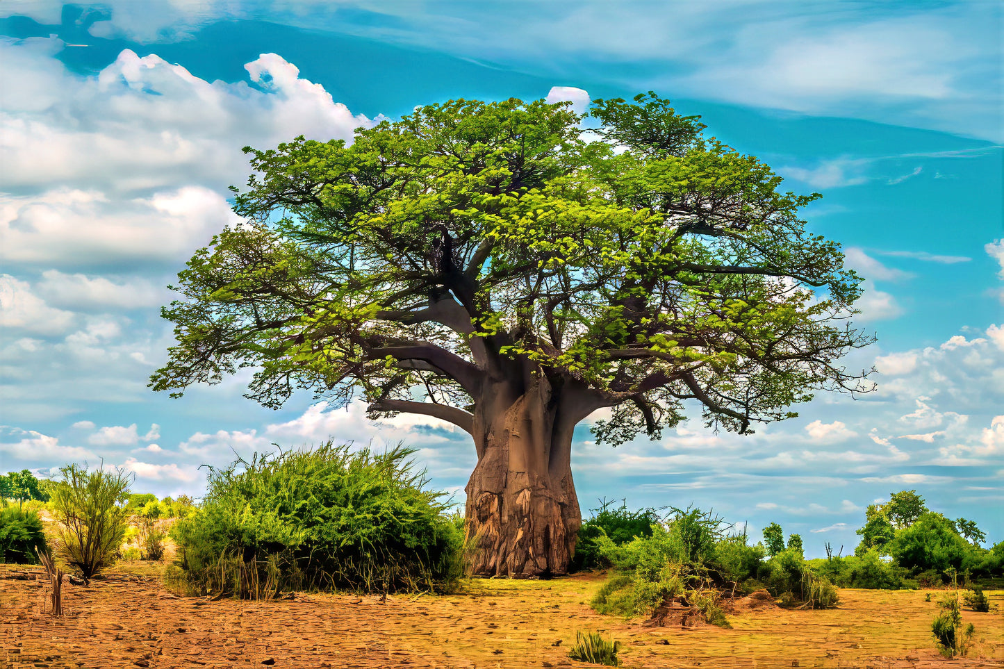 Large Baobab with green leaves in desert landscape with blue sky background. (Adansonia digitata)