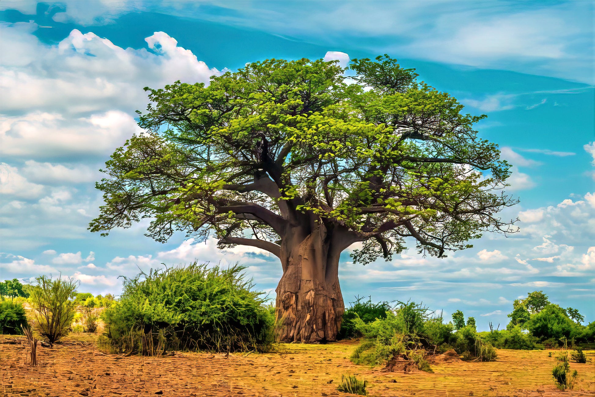 Large Baobab with green leaves in desert landscape with blue sky background. (Adansonia digitata)