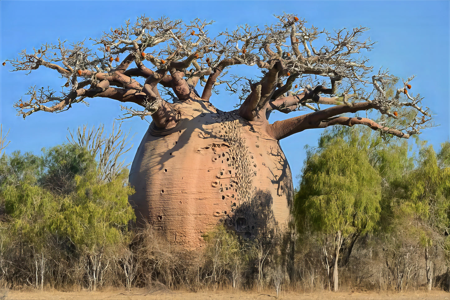 Large Baobab with Monkey Bread Fruit hanging from branches in arid landscape with blue sky background.