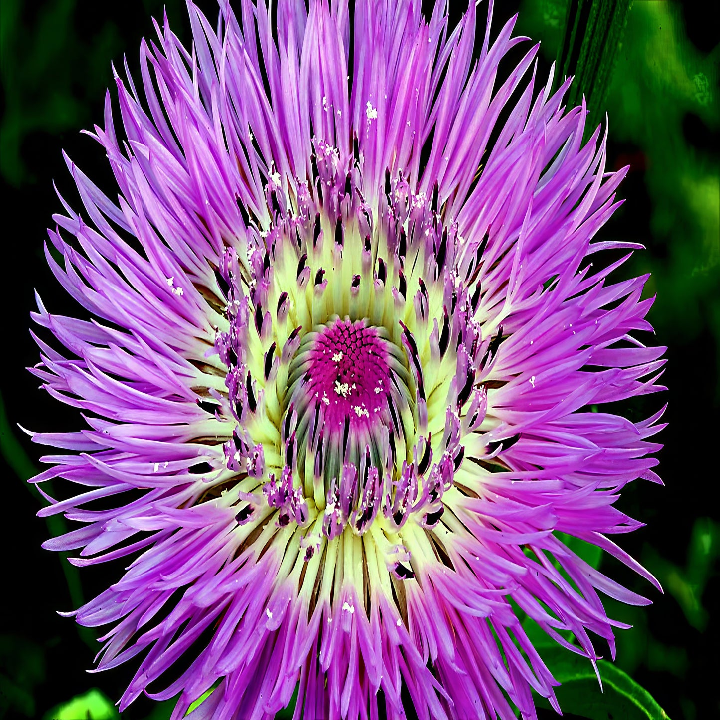 Close-up of a vibrant pink American Rose Basket flower with a green center against a dark background. (Centaurea americana)
