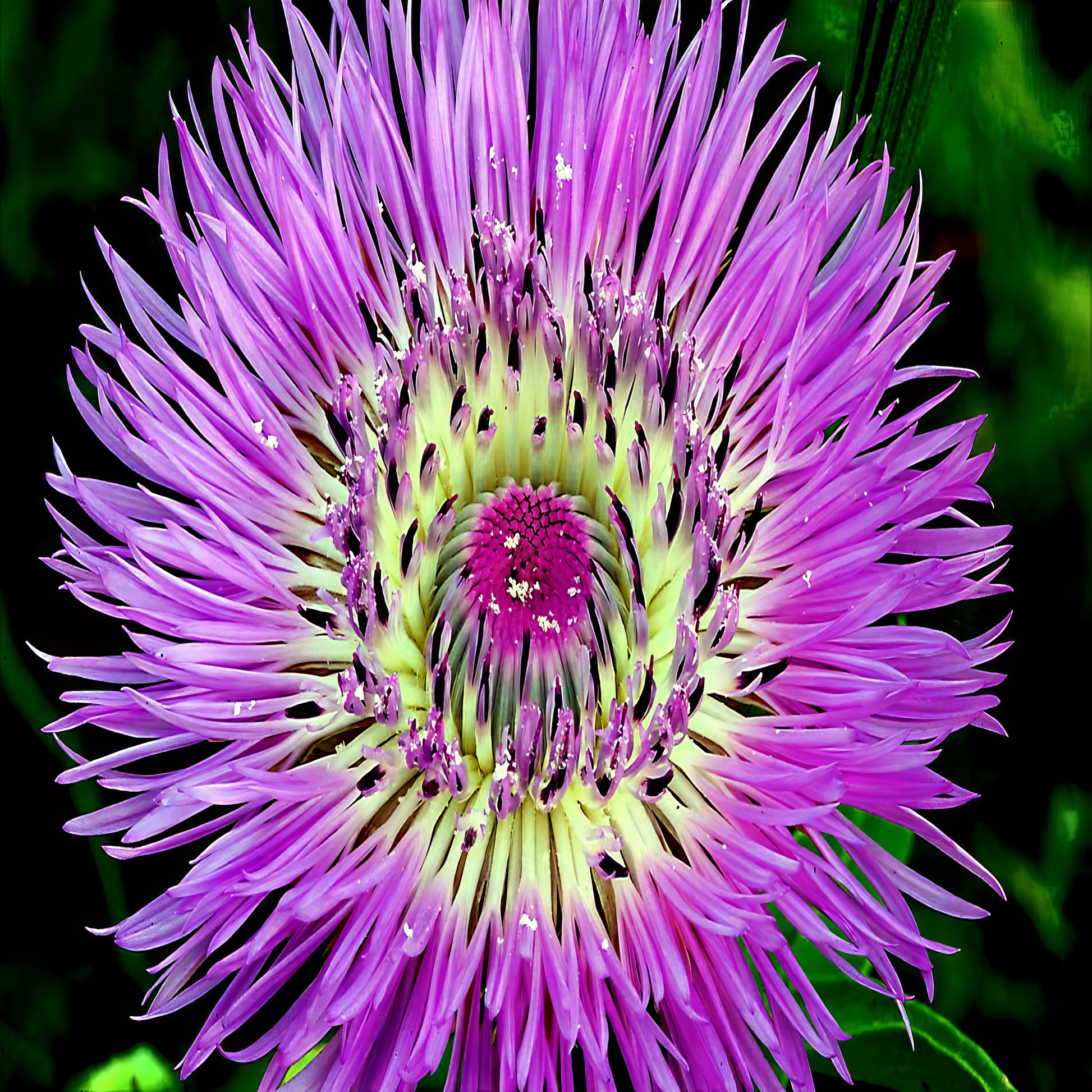 Close-up of a vibrant pink American Rose Basket flower with a green center against a dark background. (Centaurea americana)
