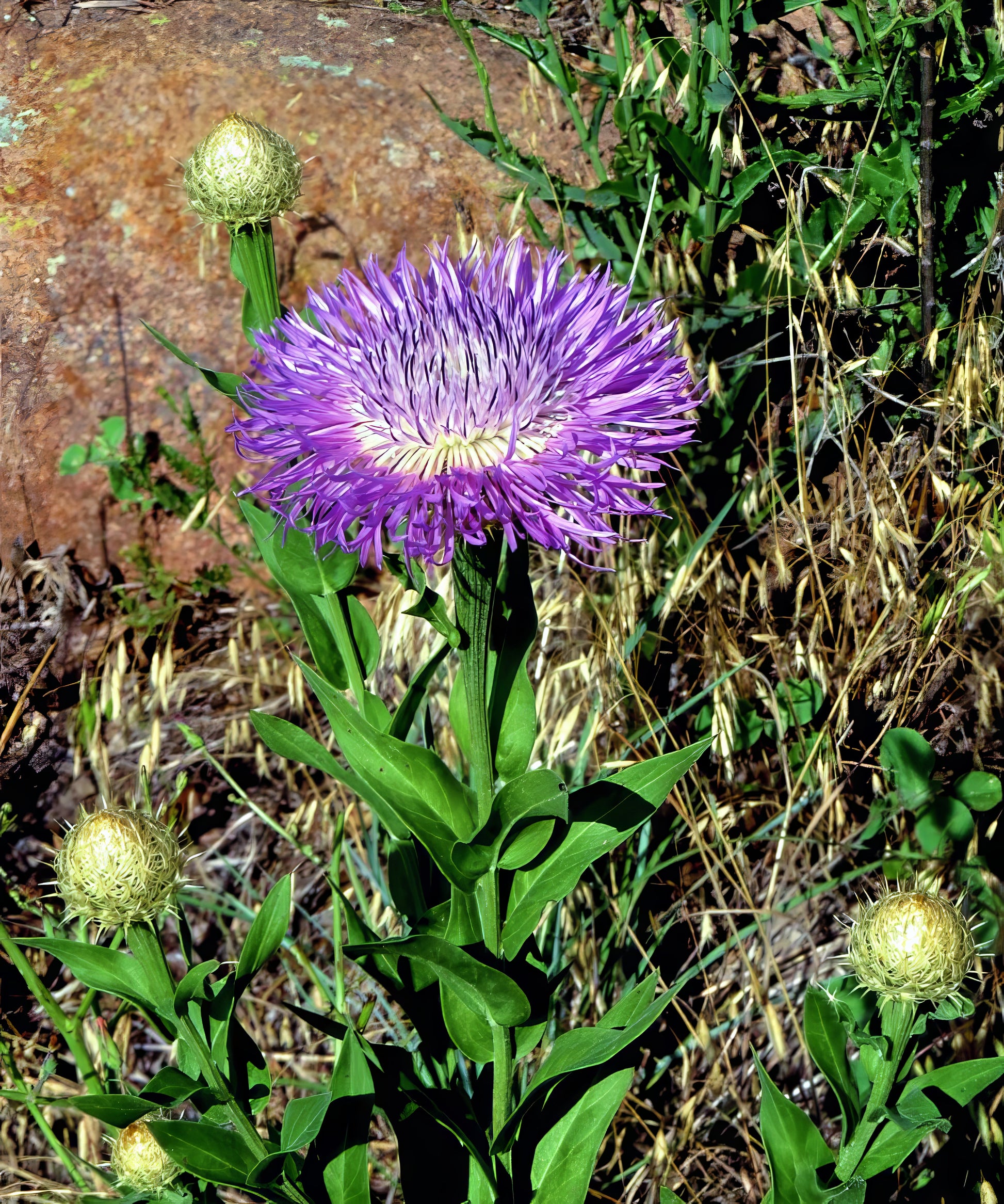 Pink American rose basket flower with green leaves and buds on a natural background. (Centaurea americana)
