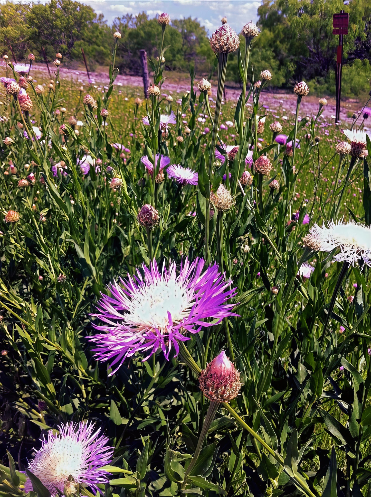 Pink American Rose Basket flowers in a field with greenery. (Centaurea americana)
