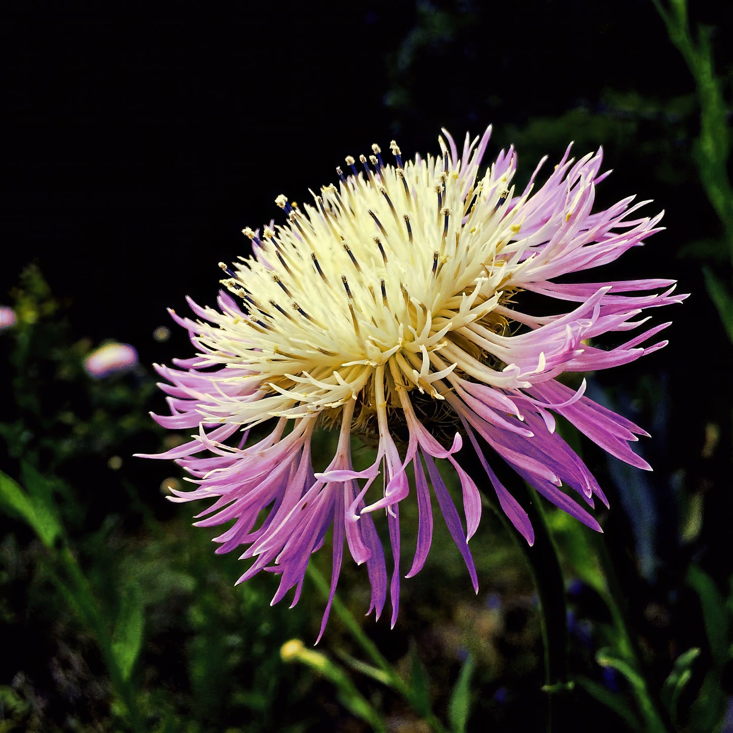 Close-up of a pink American Rose Basket flower with a dark background