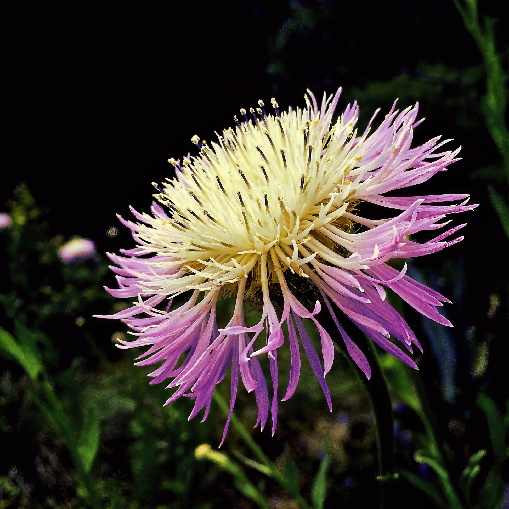 Close-up of a pink American Rose Basket flower with a dark background