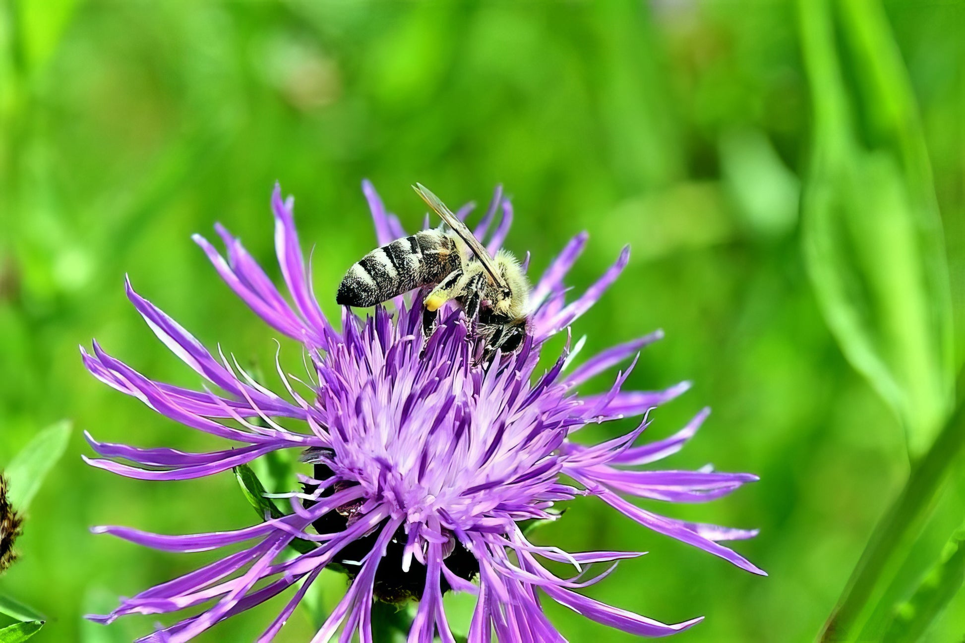 Bee on a pink American Rose Basket flower with a blurred green background. (Centaurea americana)
