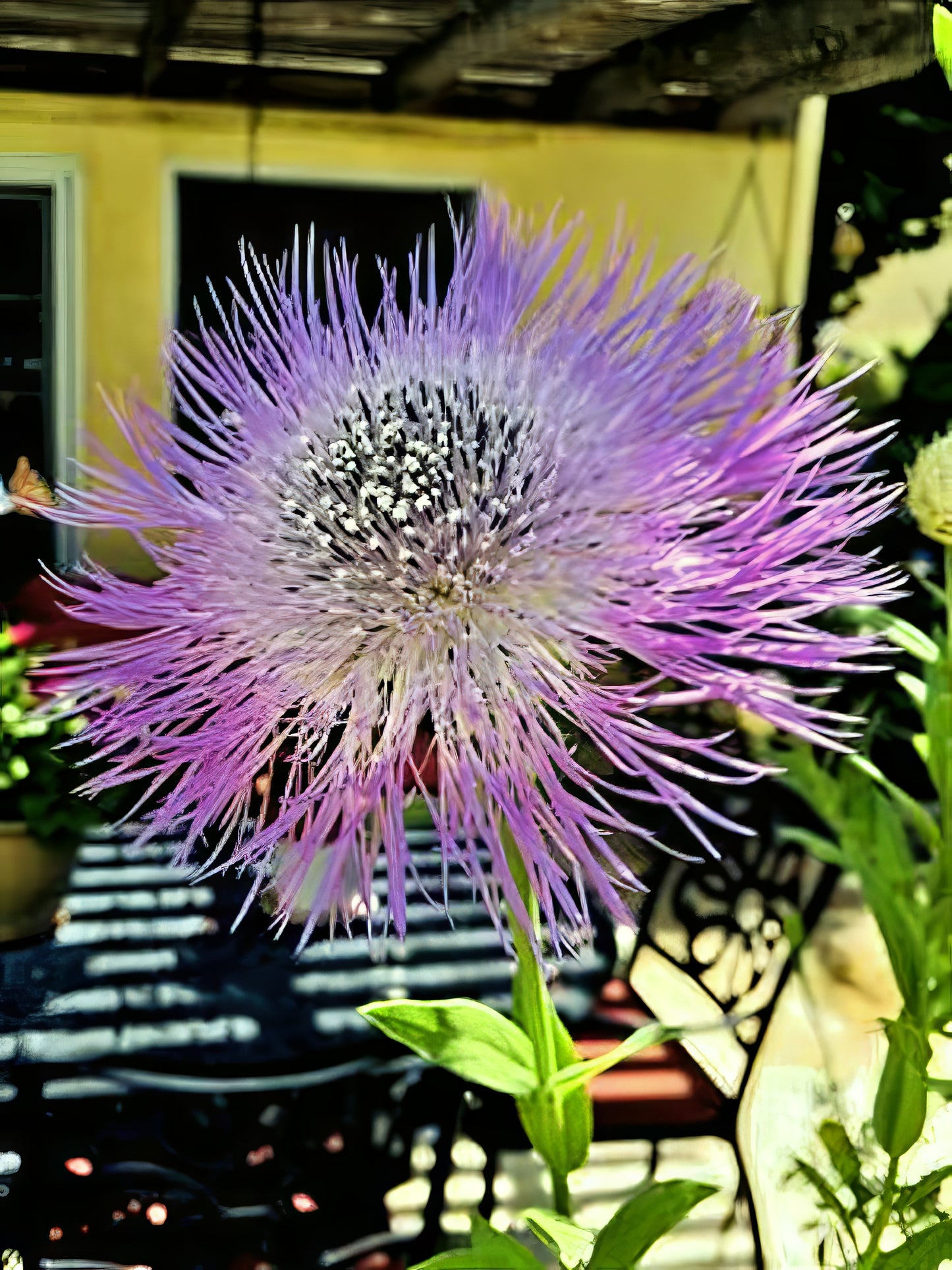 Close-up of a pink American Rose Basket flower with a blurred background. (Centaurea americana)
