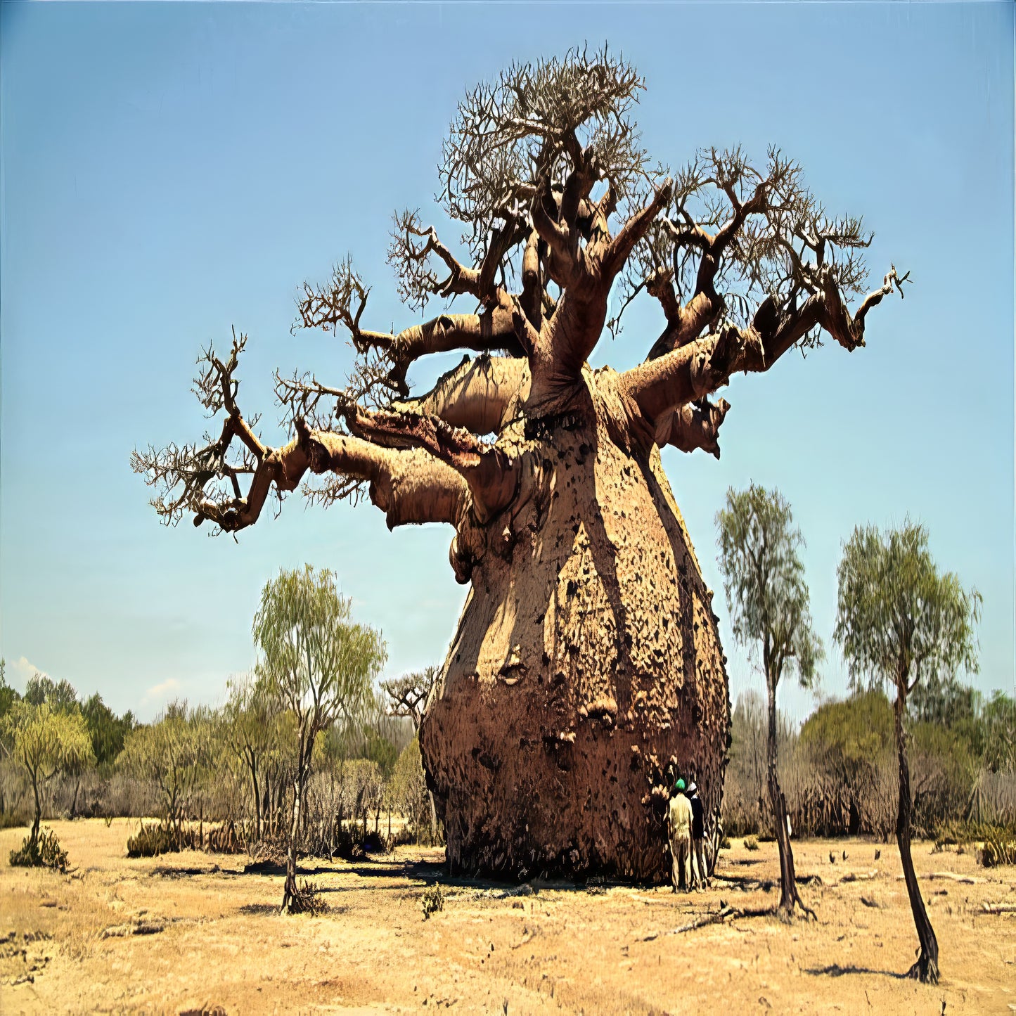 Large Baobab tree in arid landscape with two men standing at the bottom. 