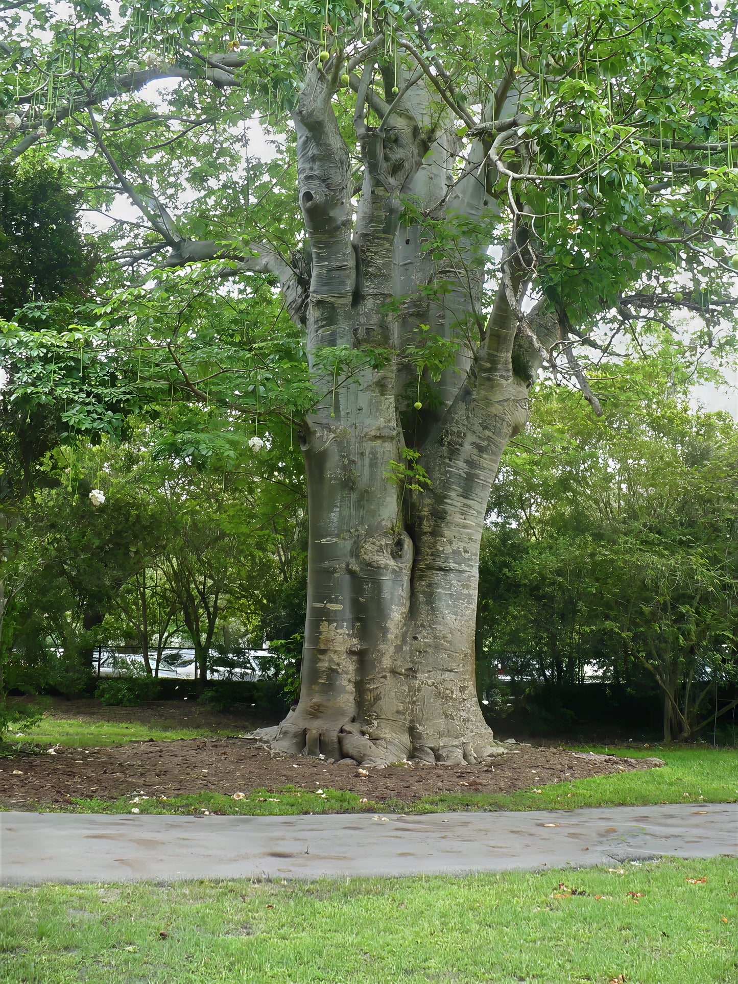 Large Baobab tree with green leaves in landscape setting beside walkway.