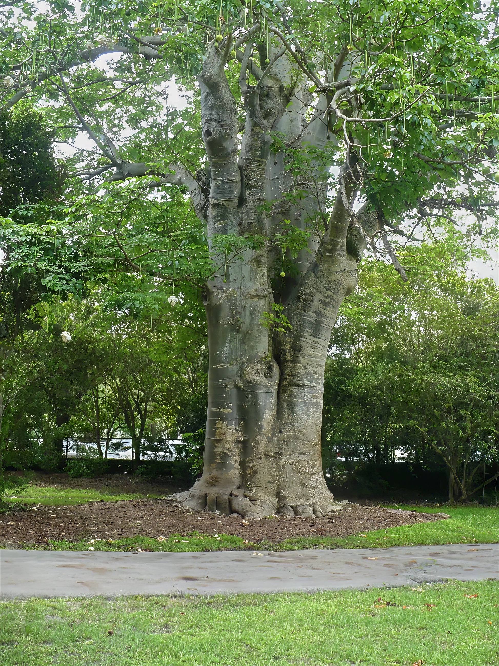 Large Baobab tree with green leaves in landscape setting beside walkway.