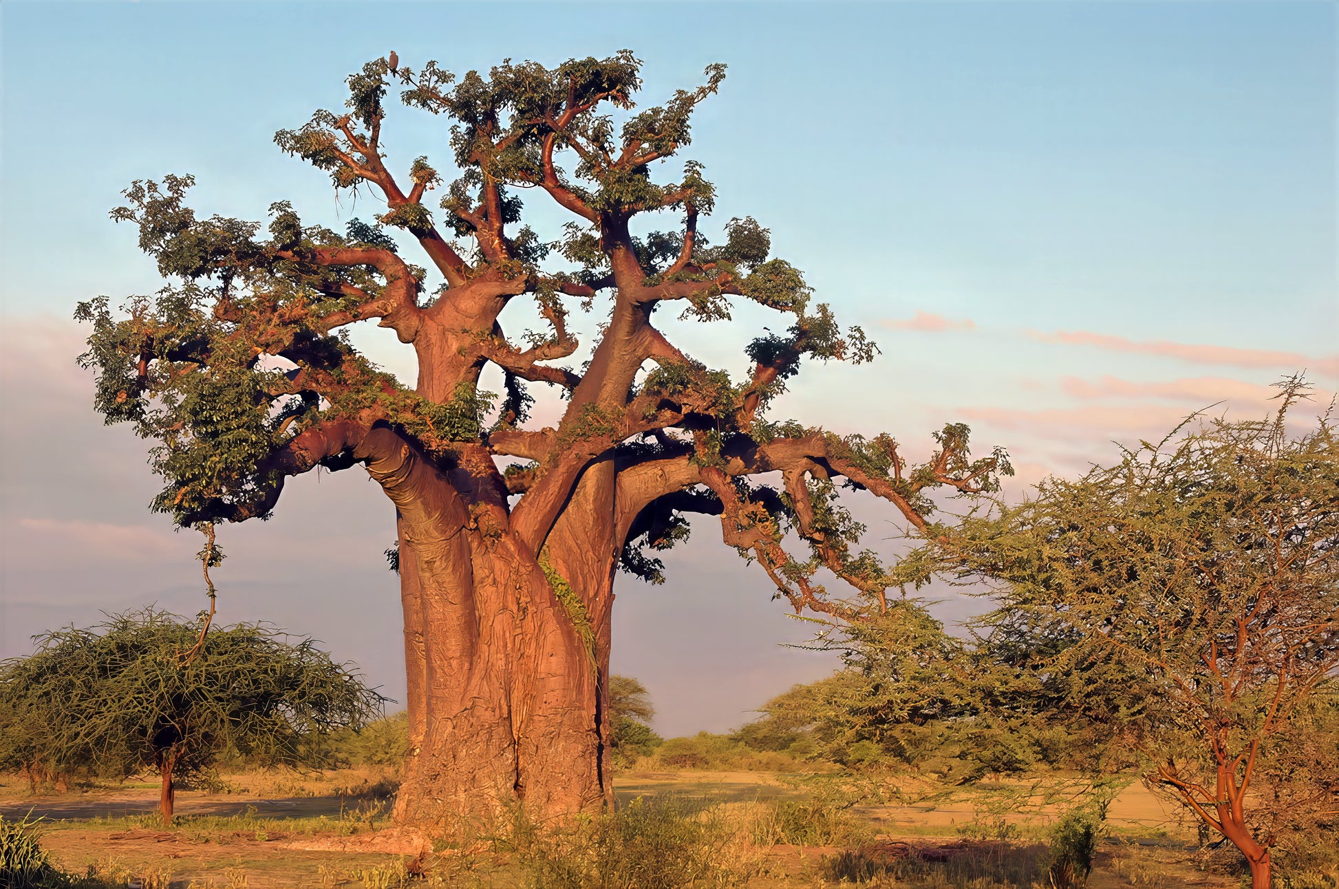 Large Baobab with green leaves on large branches in African landscape.