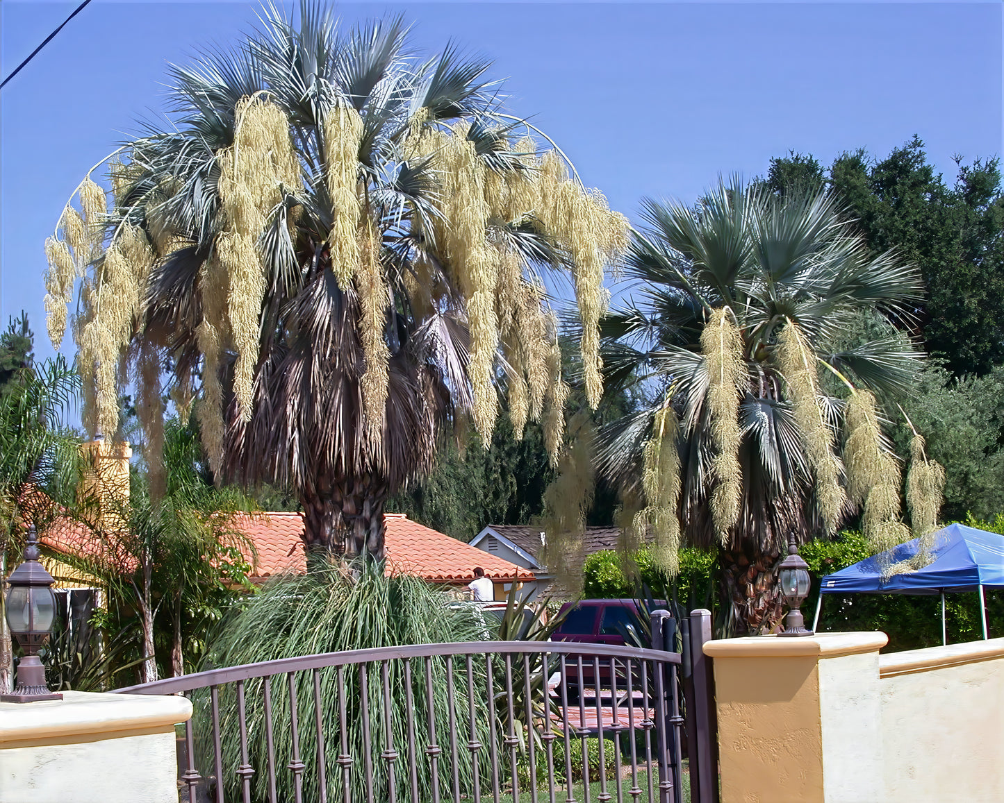 Two flowering grey goddess palm trees behind fence in front yard landscape