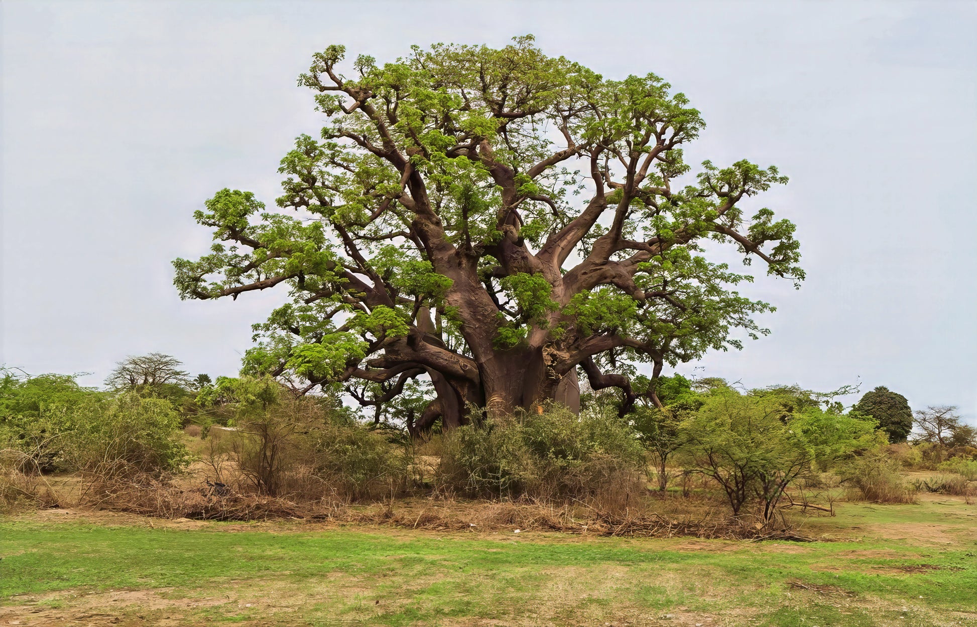 Large branches extending from huge Baobab tree around bushes in African landscape. (Adansonia digitata)