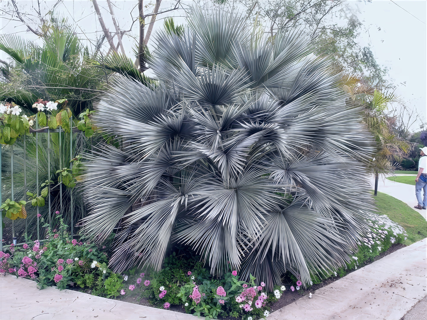 Large Mexican blue fan palm with surrounding flowers.