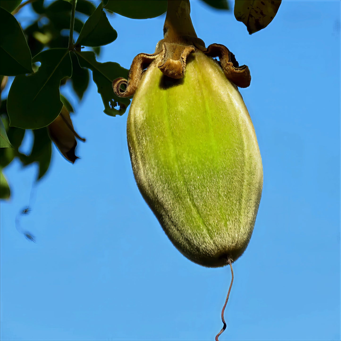 Monkey Bread Fruit hanging from Baobab tree with blue sky background. 