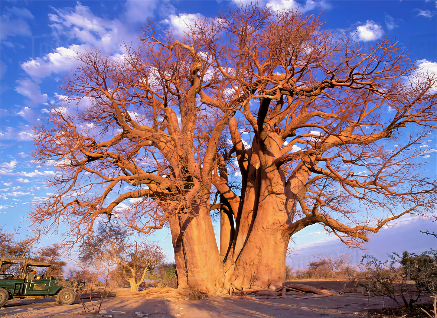 Large multi-trunk Baobab tree with blue sky background in desert landscape.