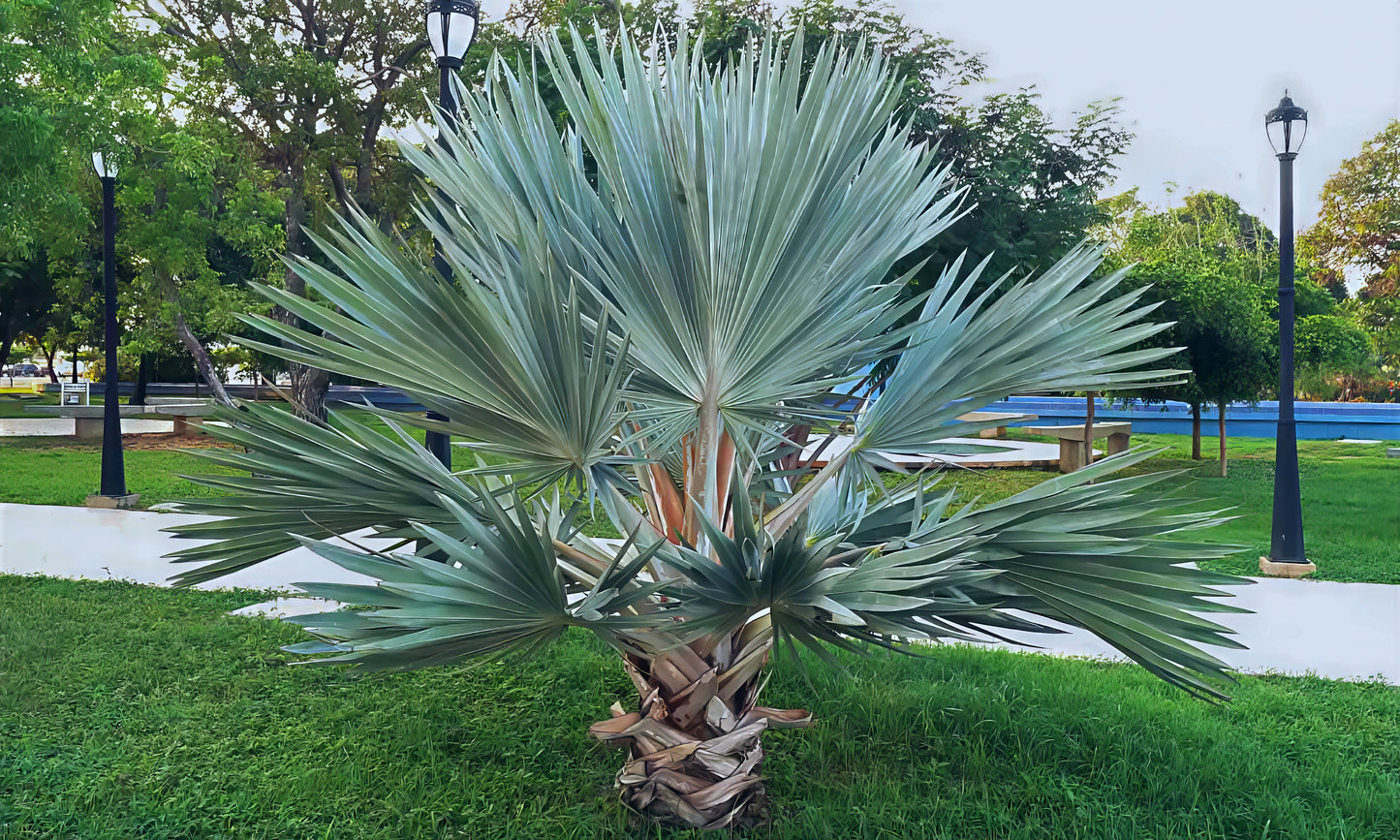 Mexican Blue Hesper Grey Goddess Fan palm tree in landscape setting with green grass. 