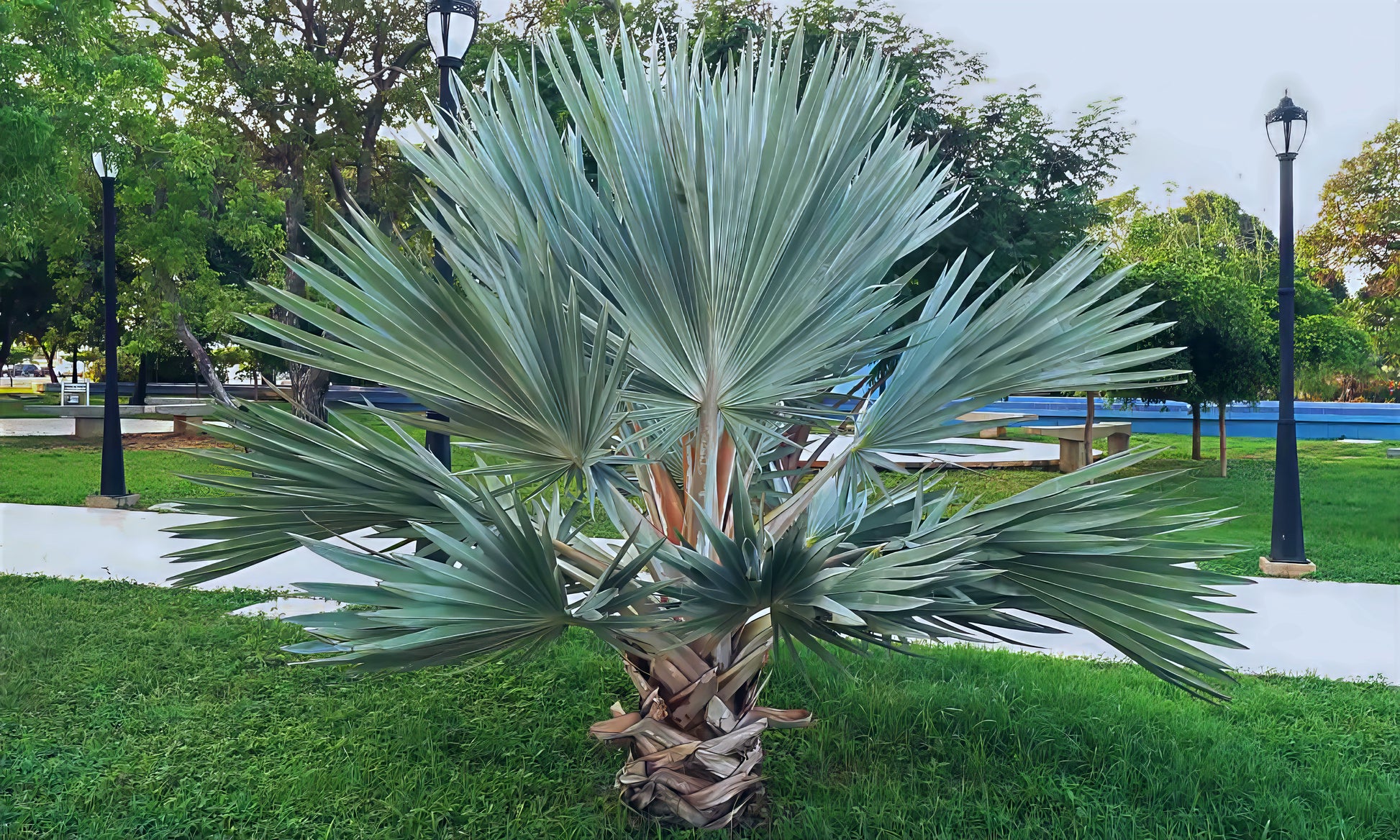 Mexican Blue Hesper Grey Goddess Fan palm tree in landscape setting with green grass. 