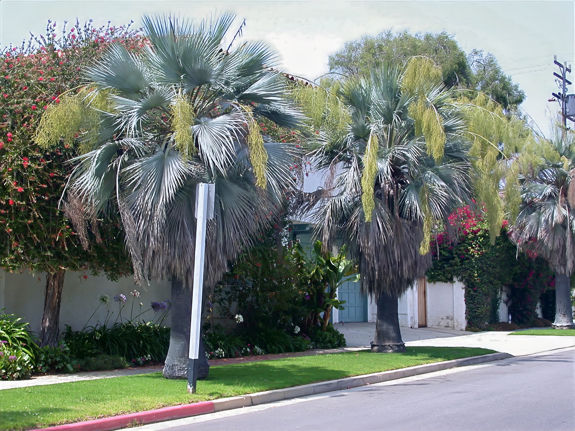 Two large flowering Mexican fan palm trees in landscape on side of road. (Brahea armata)