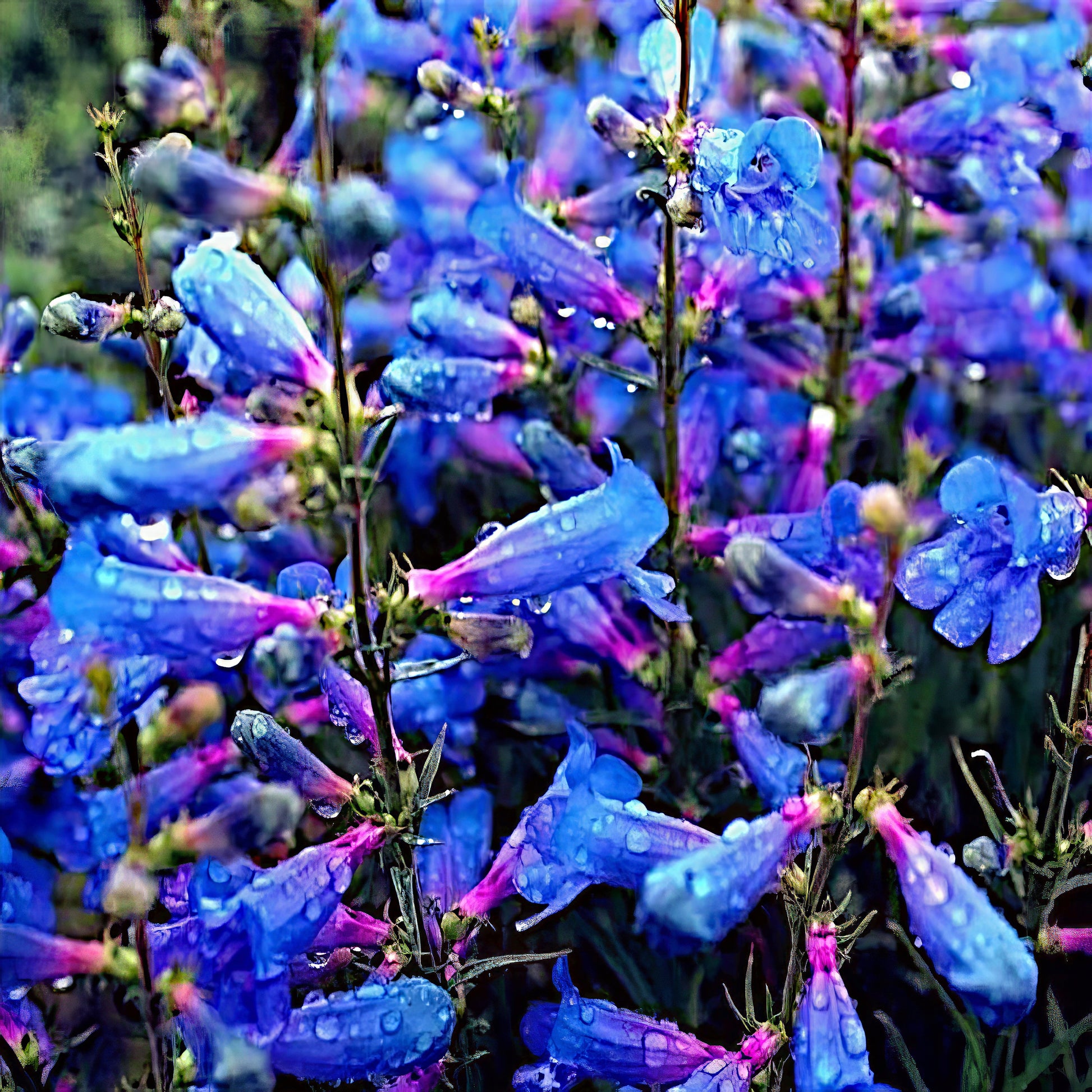 Close-up of blue and purple Blue Beard Tongue flowers with water droplets on a dark background. Penstemon spectabilis