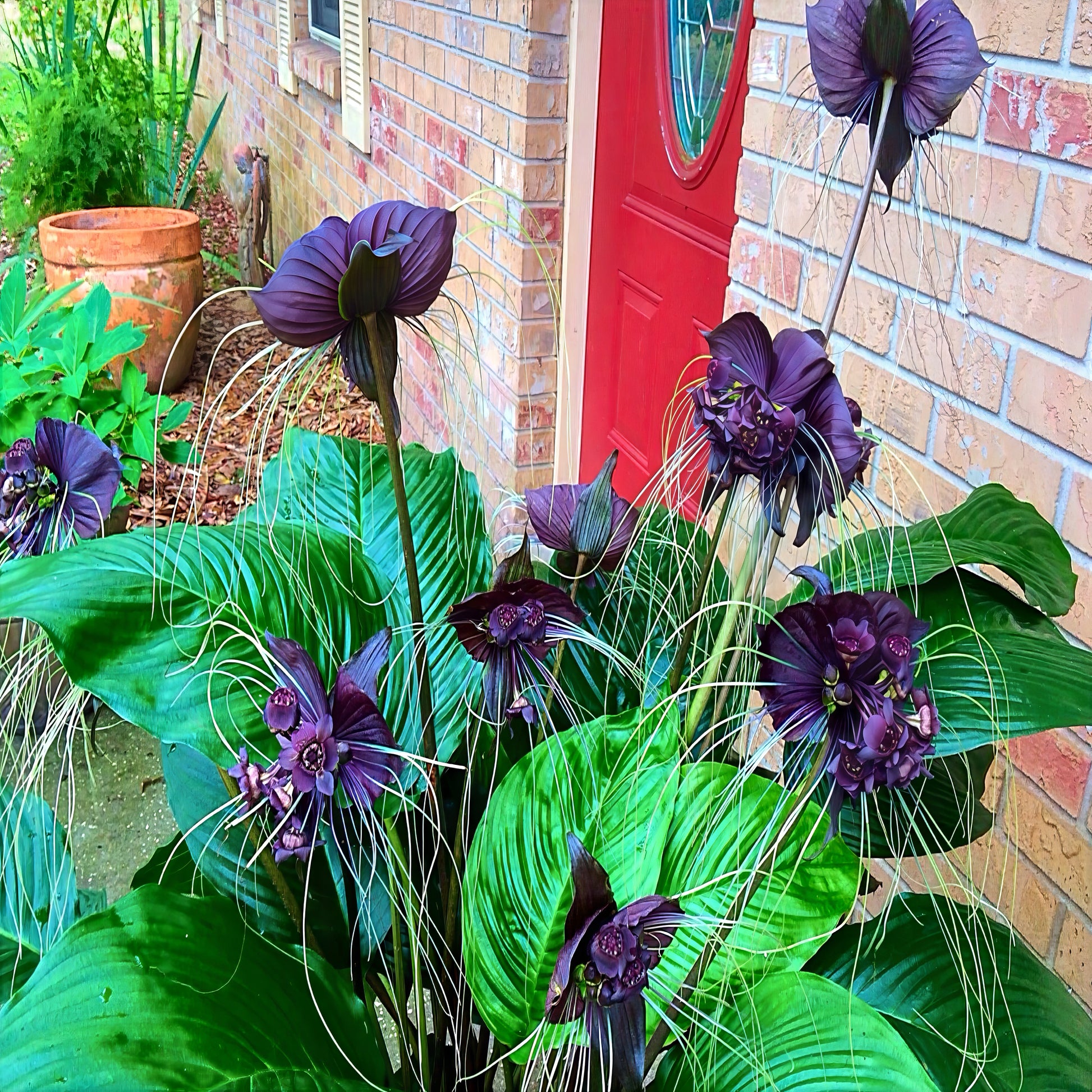 Cluster of exotic black bat flowers blooming to decorate house entrance