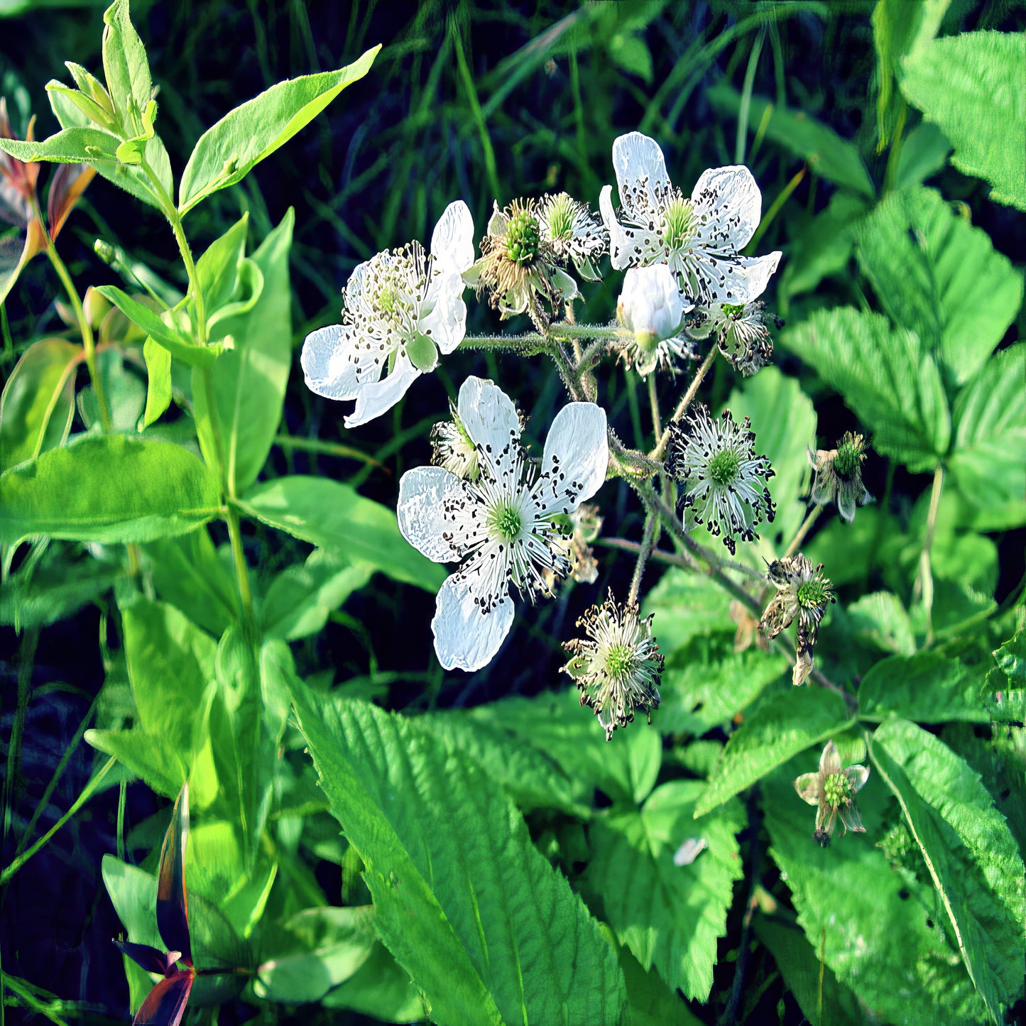 White flowers with green centers on a Blackberry bush plant with large green leaves.