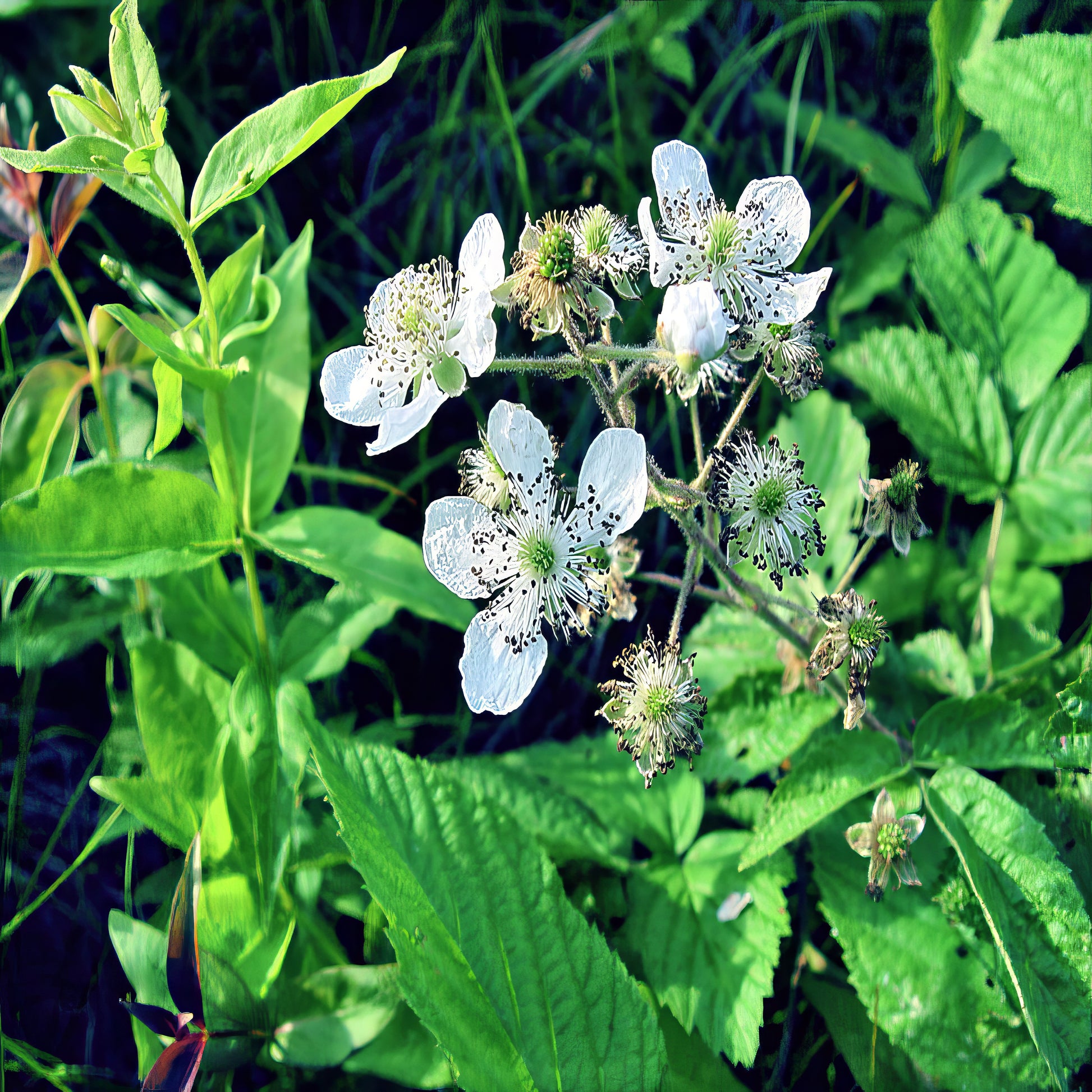 White flowers with green centers on a Blackberry bush plant with large green leaves.