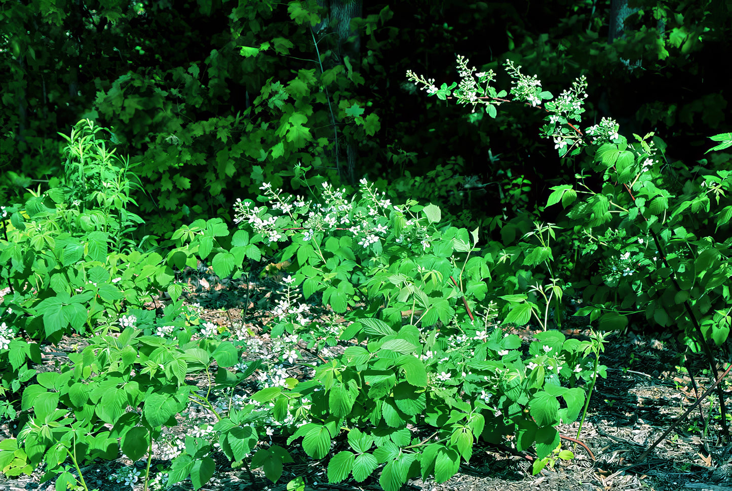 Green foliage with white flowers on Allegheny Blackberry bush in a forest setting