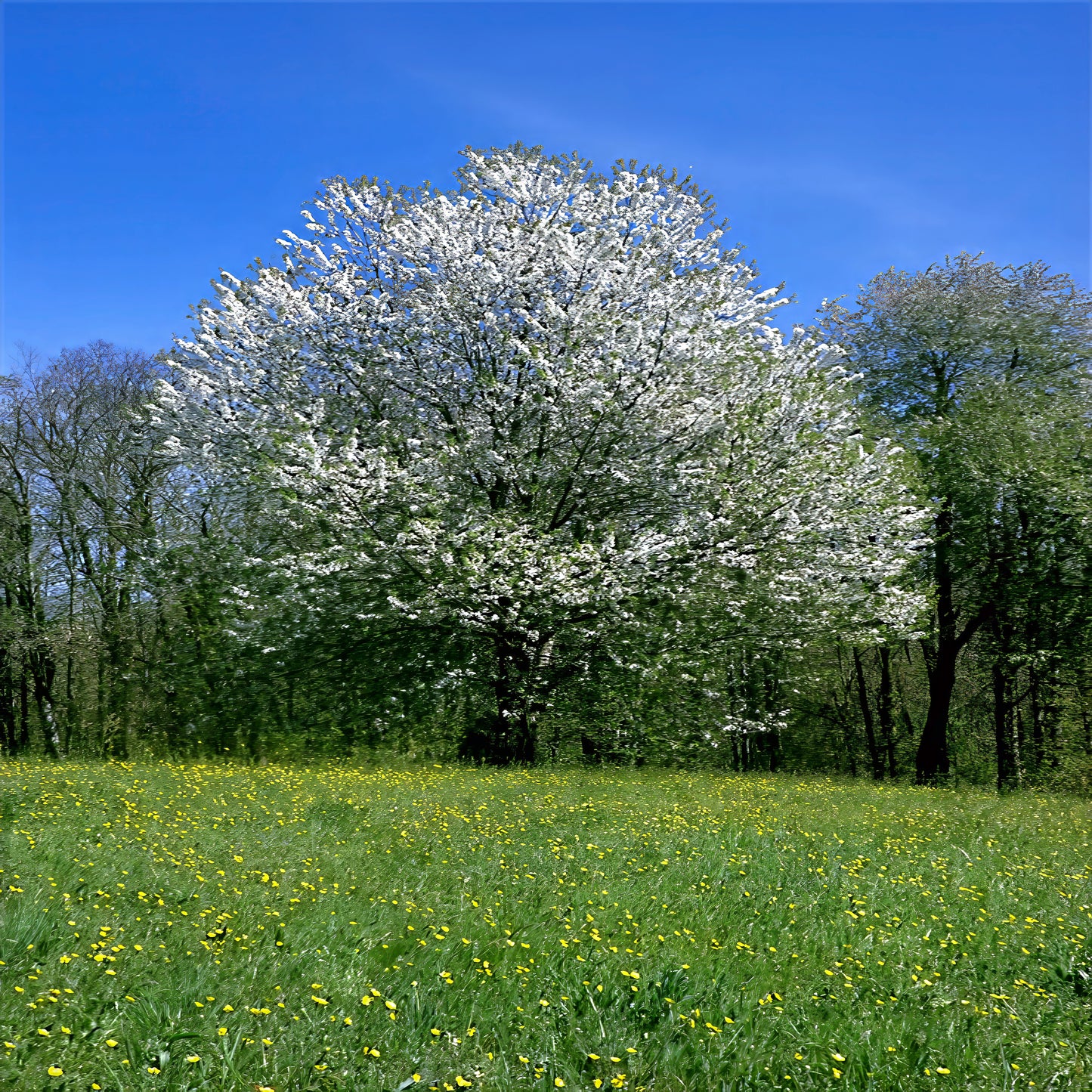 Black cherry tree white flower blossoms in a green field with yellow flowers. 