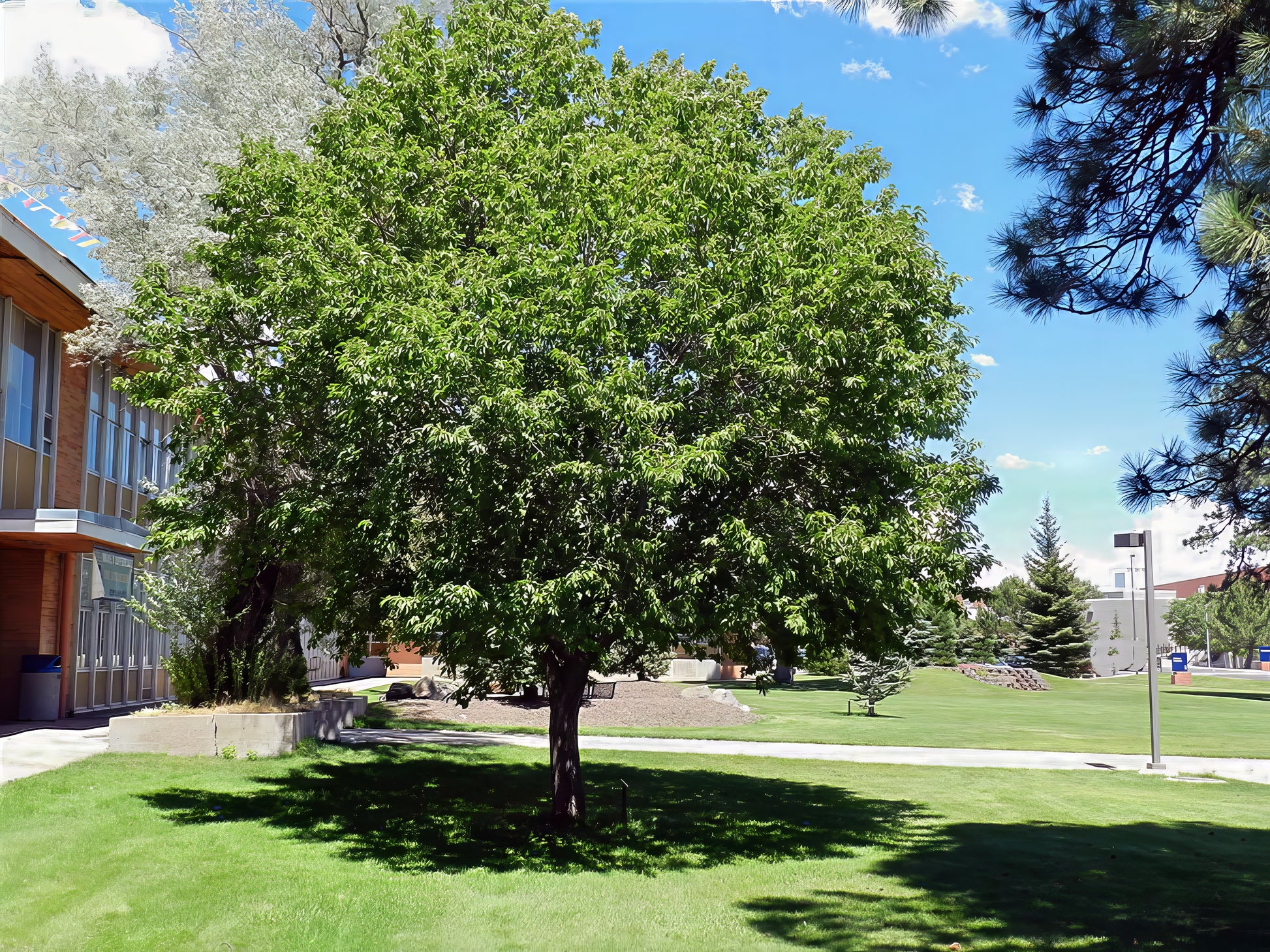 Black cherry tree in front of building landscape
