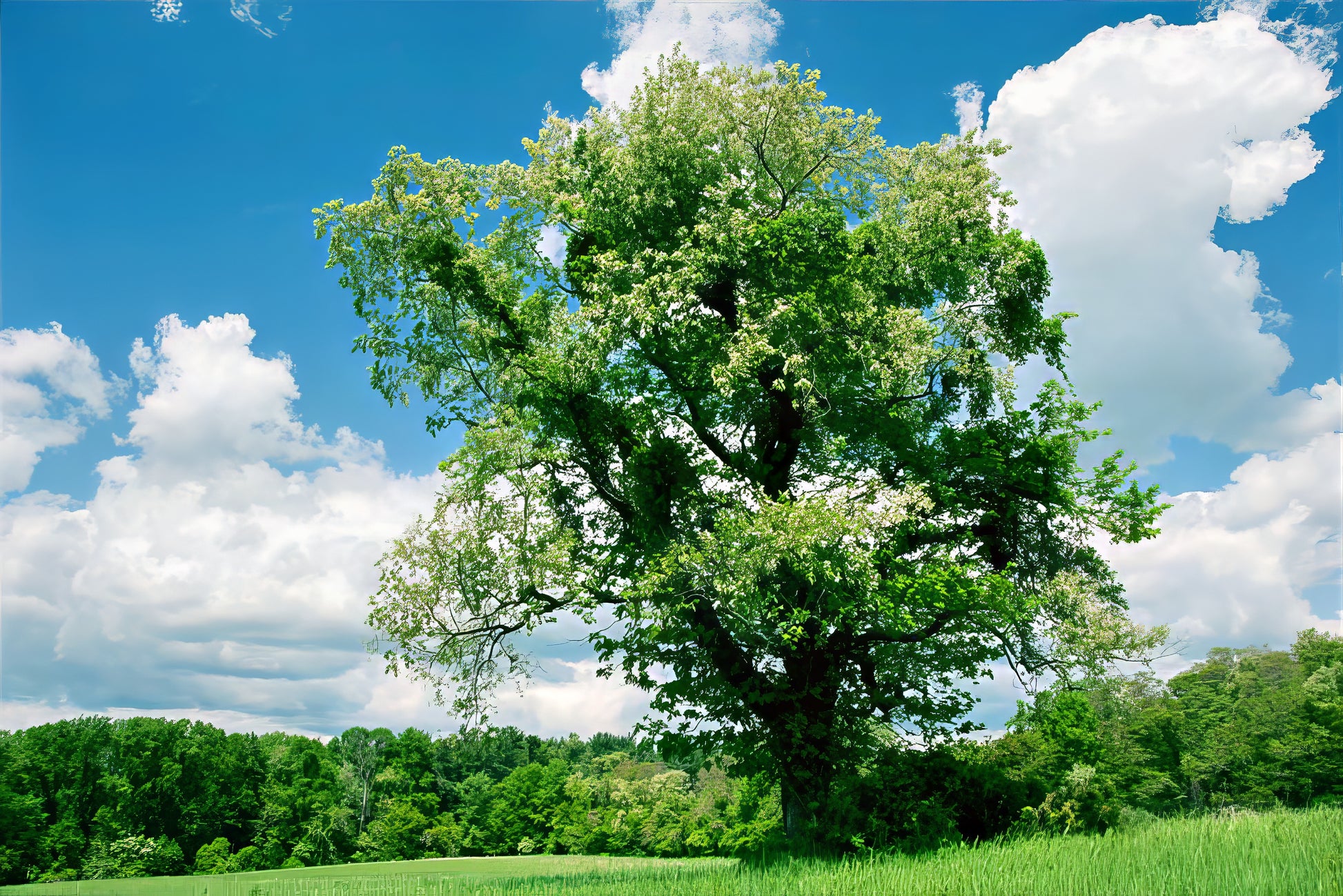 Large black cherry tree in field blooming with blue sky and white clouds. 