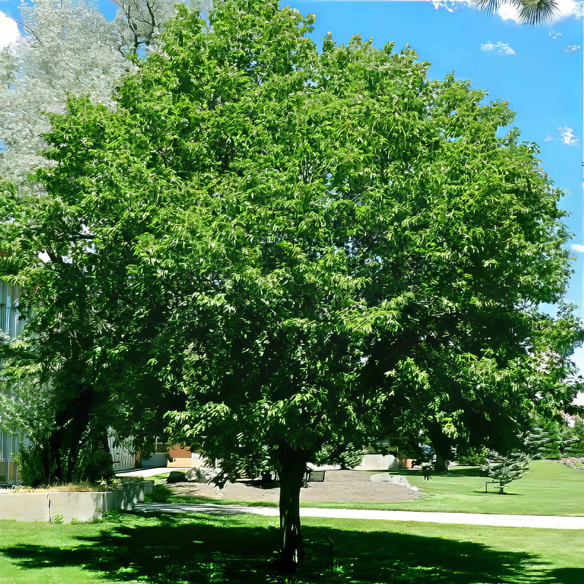 Black cherry tree near sidewalk in front of building. 