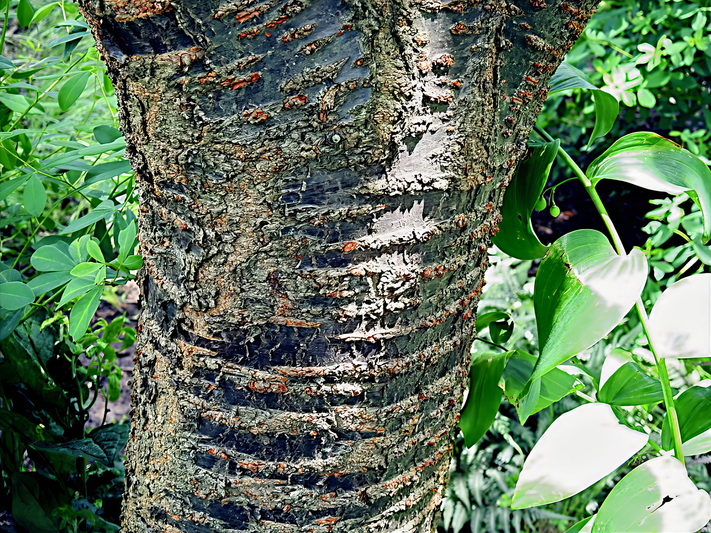 Black cherry trees dark black bark on trunk.