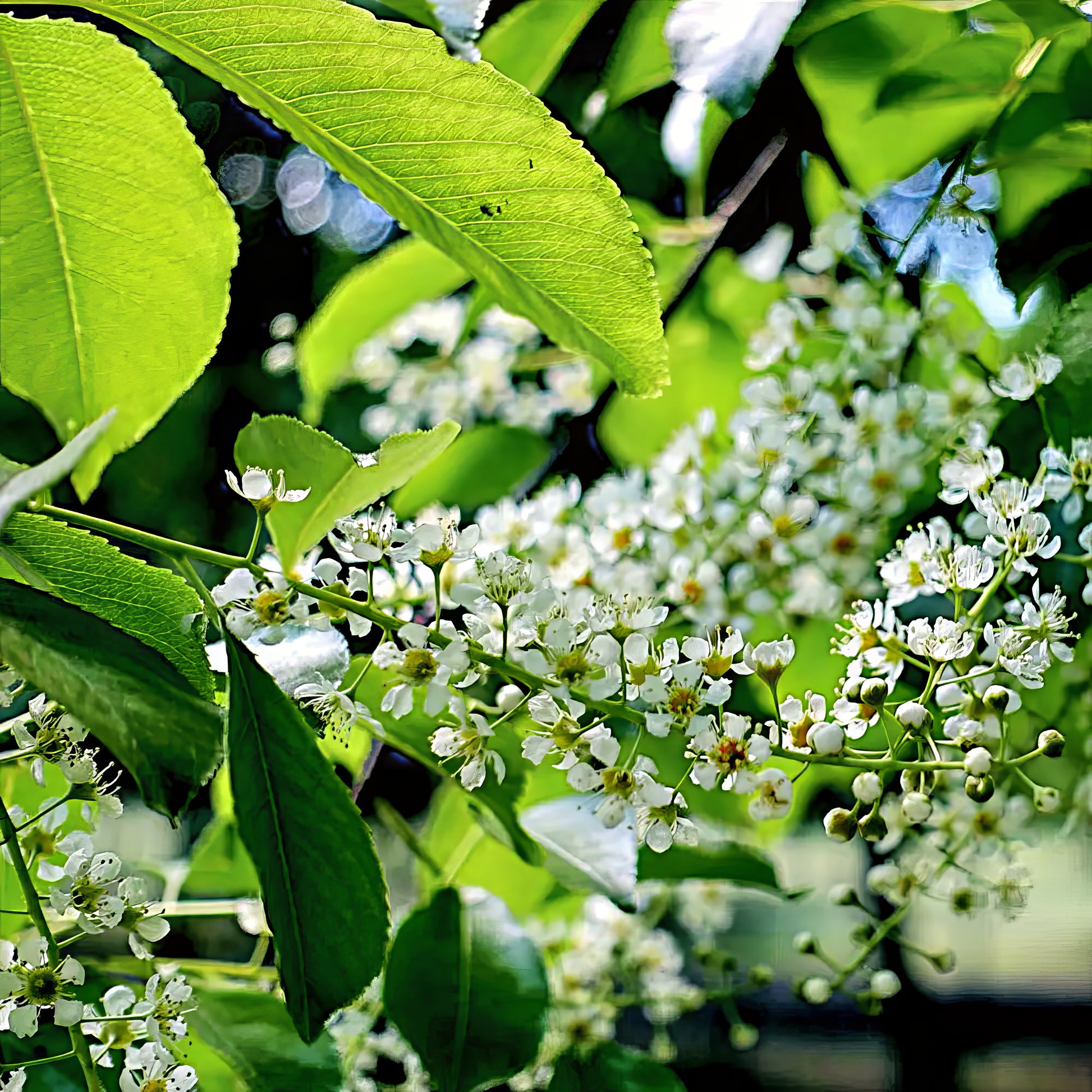 Black cherry tree white flowers blooming with green leaves in background. 