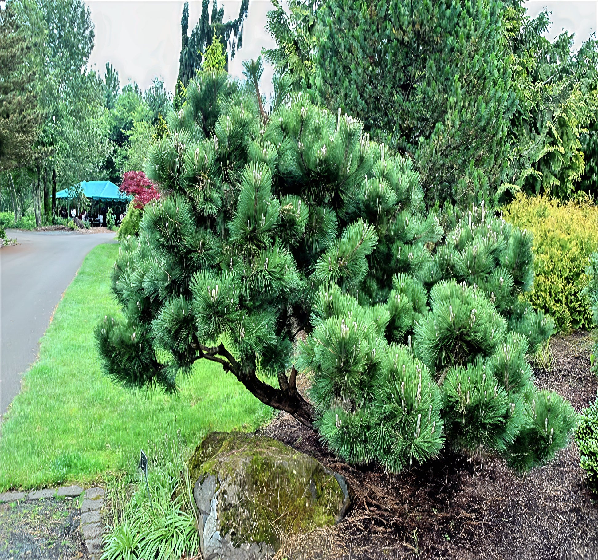 Green coniferous Japanese Black pine tree in a garden setting with grass and other plants.