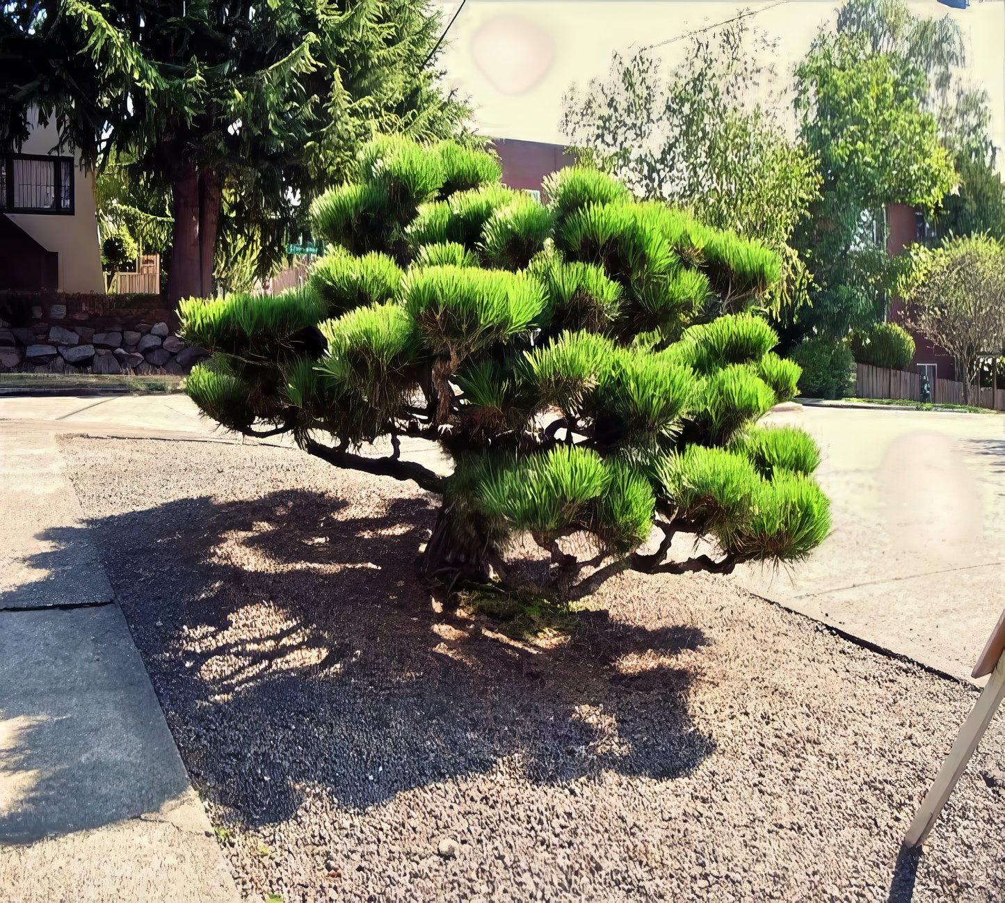 Japanese Black pine bonsai tree in a driveway with a suburban background. (Pinus thunbergii)