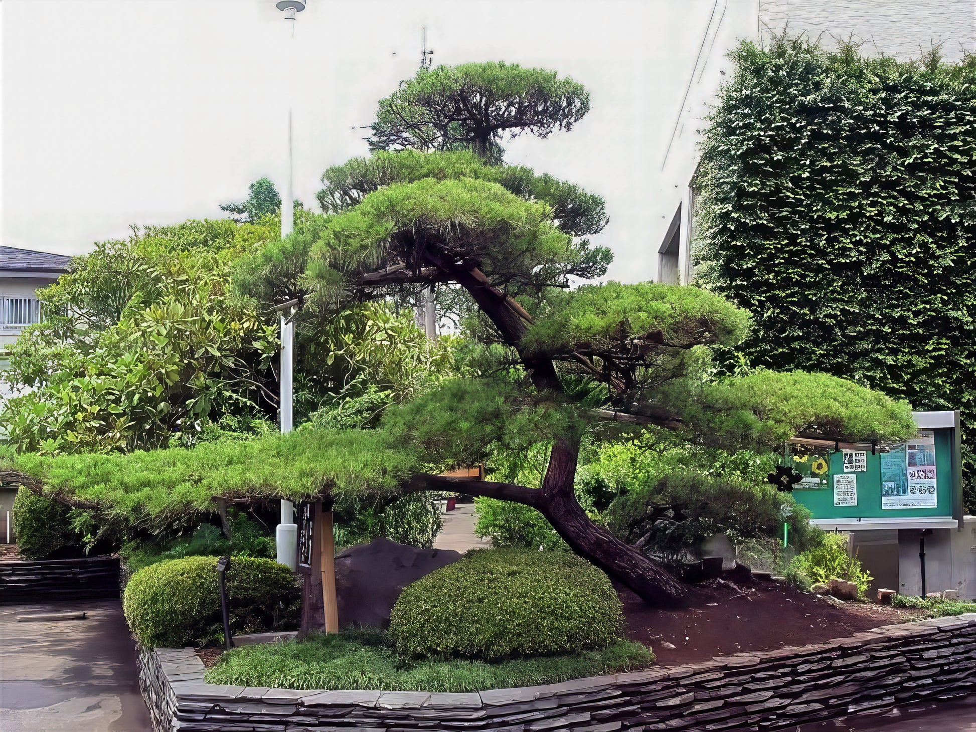 Large Japanese black pine bonsai tree in a garden setting with other plants and a building in the background.