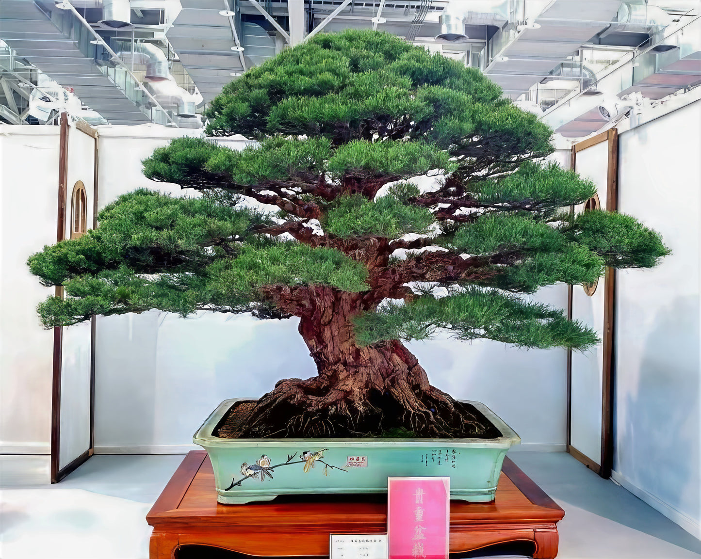 Japanese black pine bonsai tree in a pot on a wooden stand with a white background. (Pinus thunbergii)