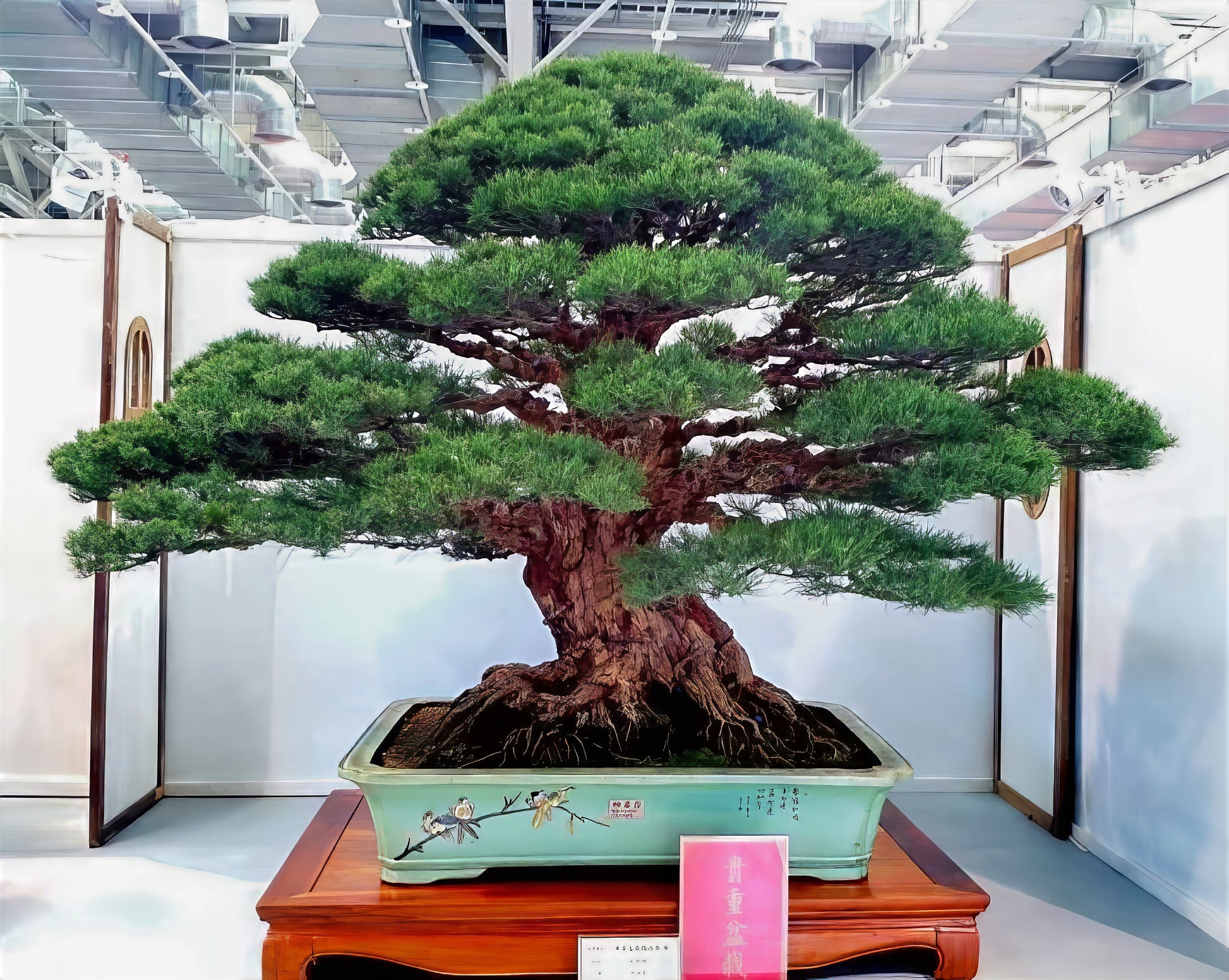 Japanese black pine bonsai tree in a pot on a wooden stand with a white background. (Pinus thunbergii)