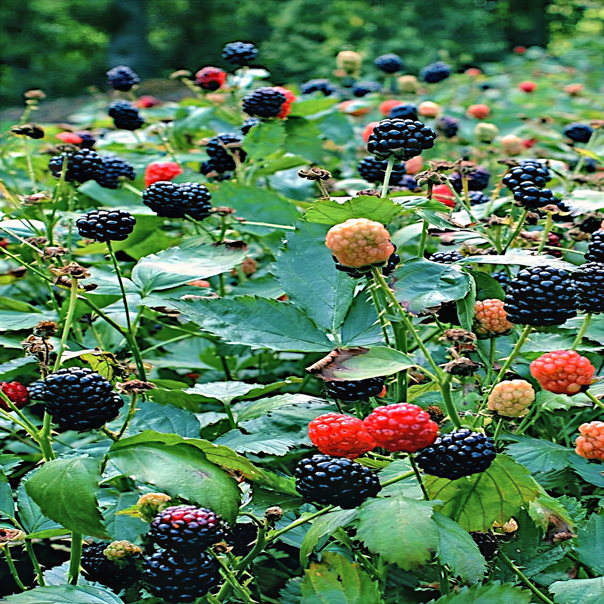 Allegheny Blackberry fruits growing in a garden with green leaves. (Rubus allegheniensis)