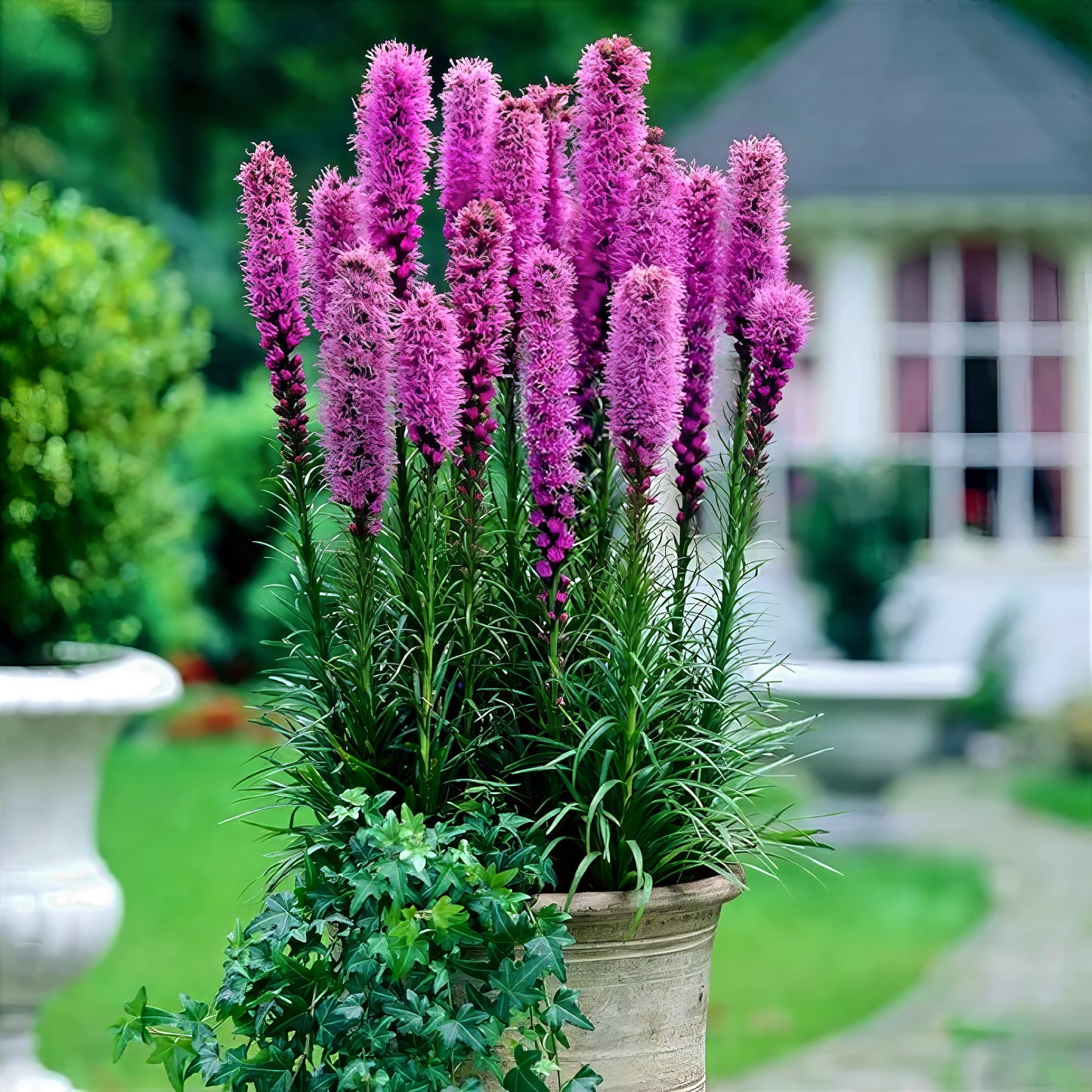 Potted plant with purple Blazing Star flowers in a garden setting. (Liatris spicata)