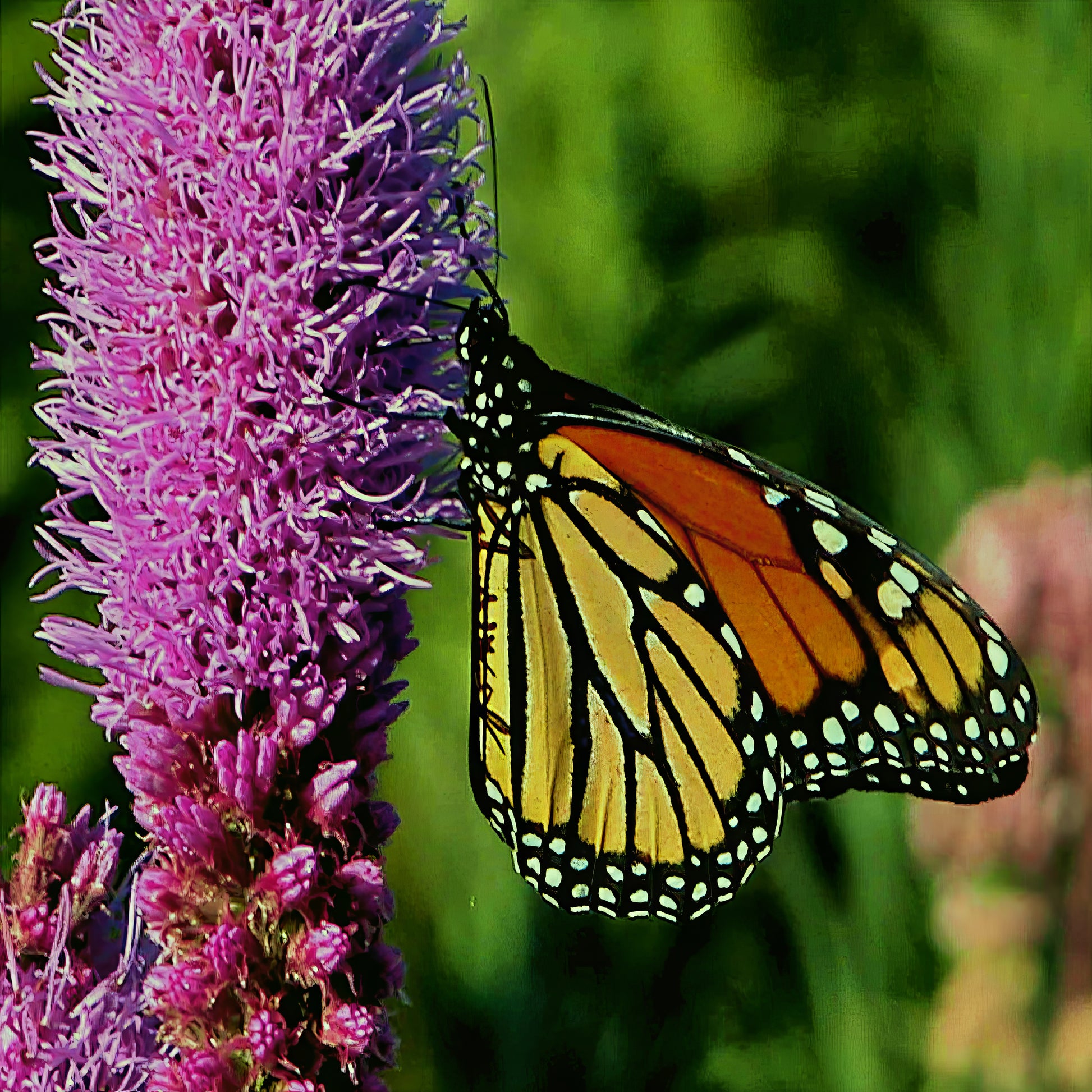 Monarch butterfly on a Purple Blazing star flower with a blurred green background. (Liatris spicata)