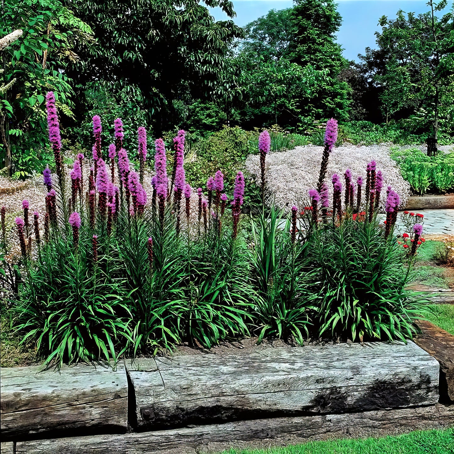 Raised bed garden of Purple Blazing Star flowers with wooded background. 