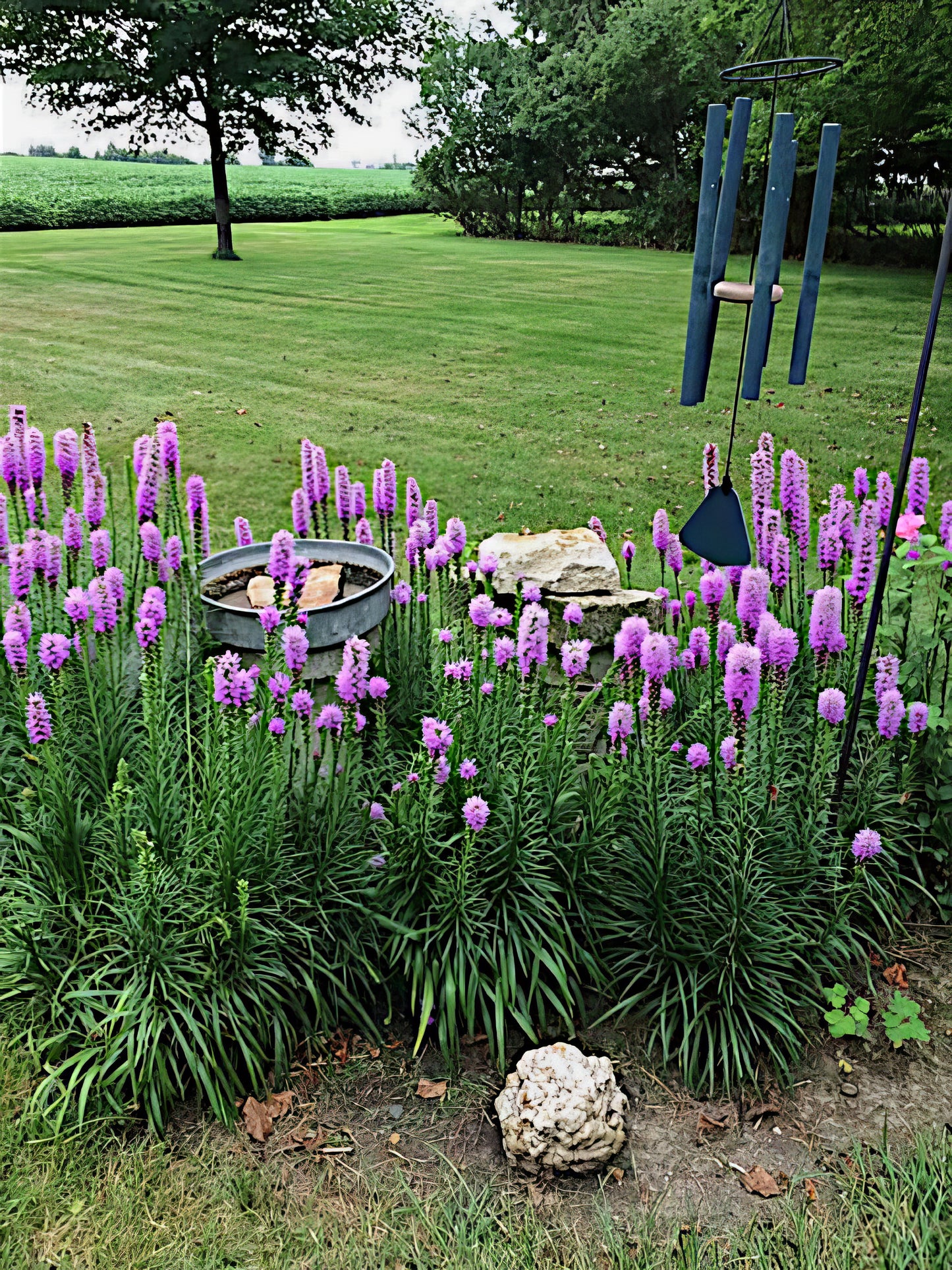 Garden scene with Purple Blazing Star flowers, a water feature, and a wind chime.