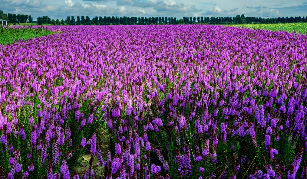 Field of purple Blazing Star flowers under a cloudy sky. (Liatris spicata)