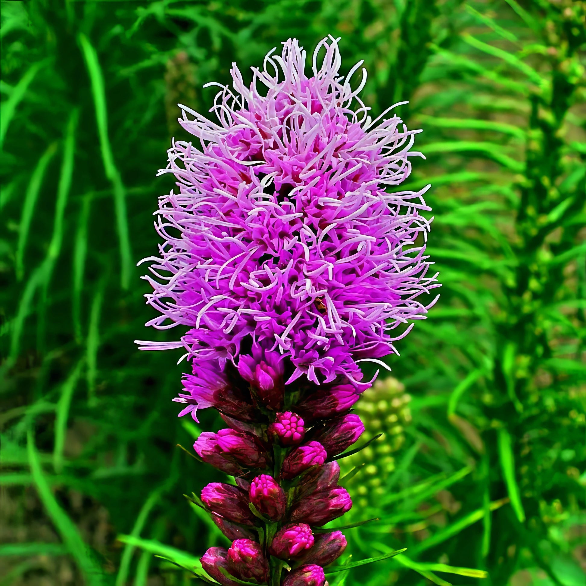 Close-up of a purple blazing star flower with green foliage in the background.