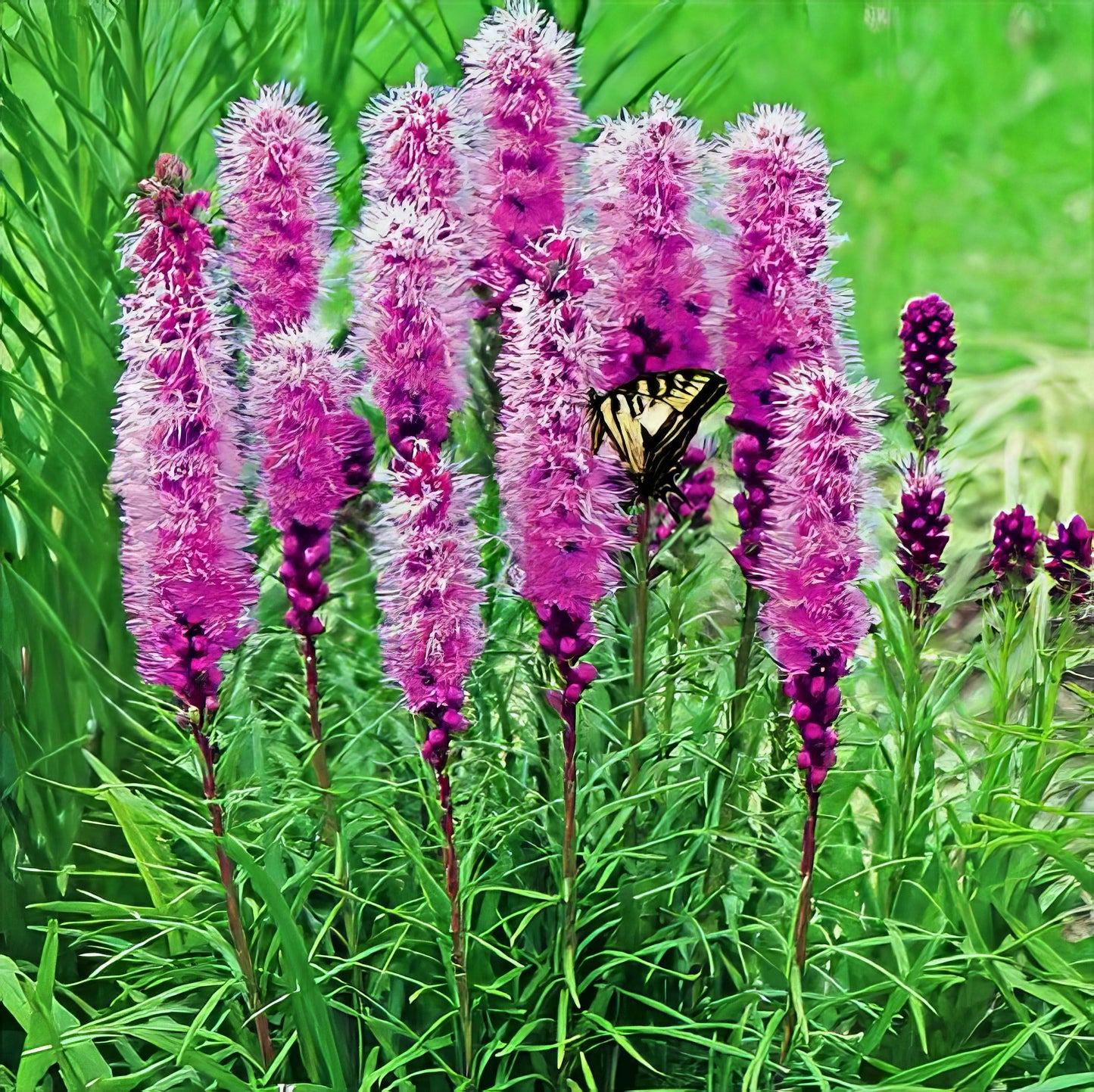 Butterfly on Purple blazing star flowers with green grass background. (Liatris spicata)